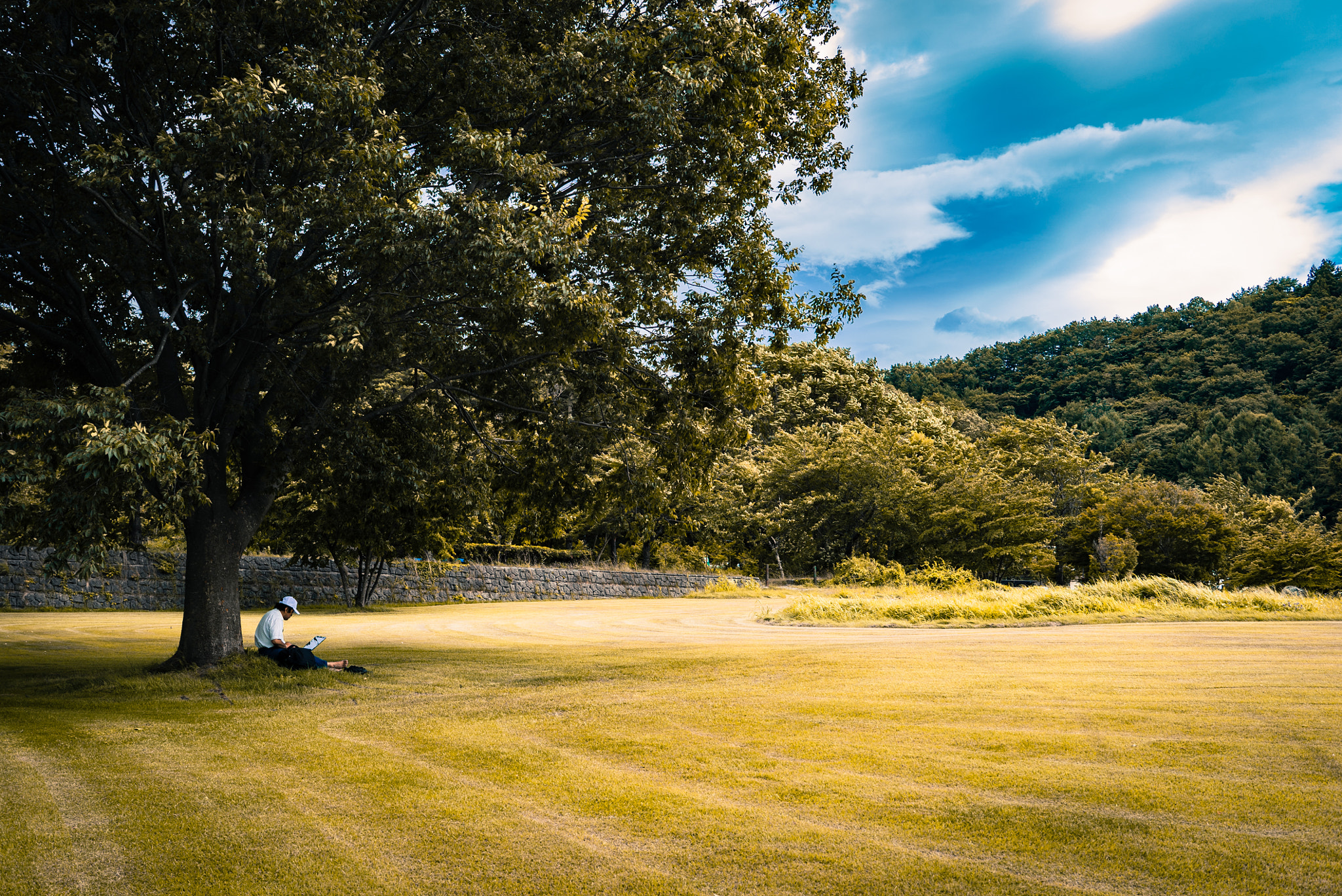 Sony a7S sample photo. Working at nature - yellow grass photography