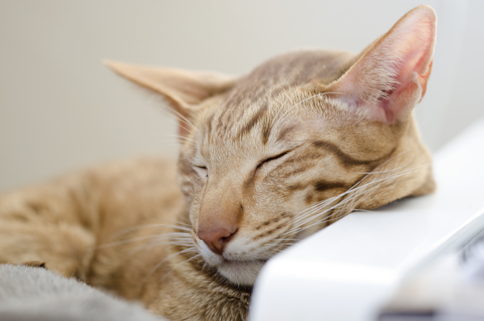 Sigma 150mm F2.8 EX DG Macro HSM sample photo. Sjonnie snooze photography