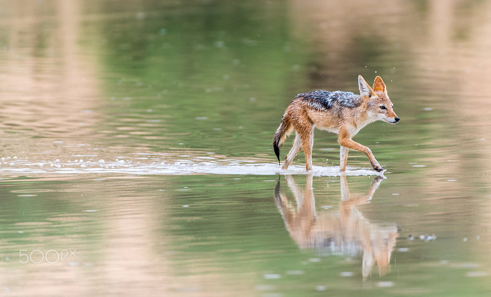Nikon AF-S Nikkor 200-400mm F4G ED-IF VR sample photo. Water resistant jackal photography