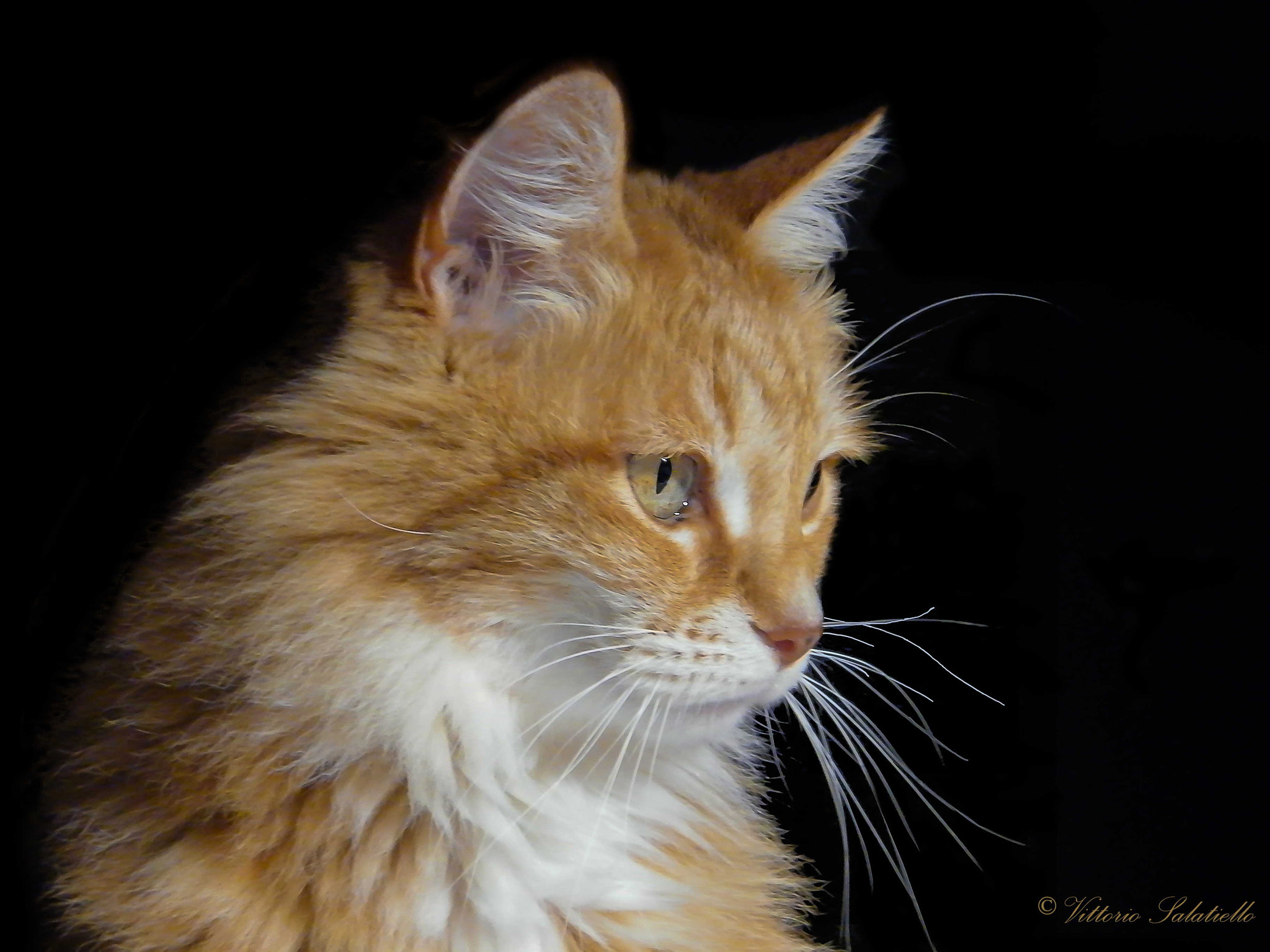 Fujifilm FinePix S2000HD sample photo. Un saluto da alex photography