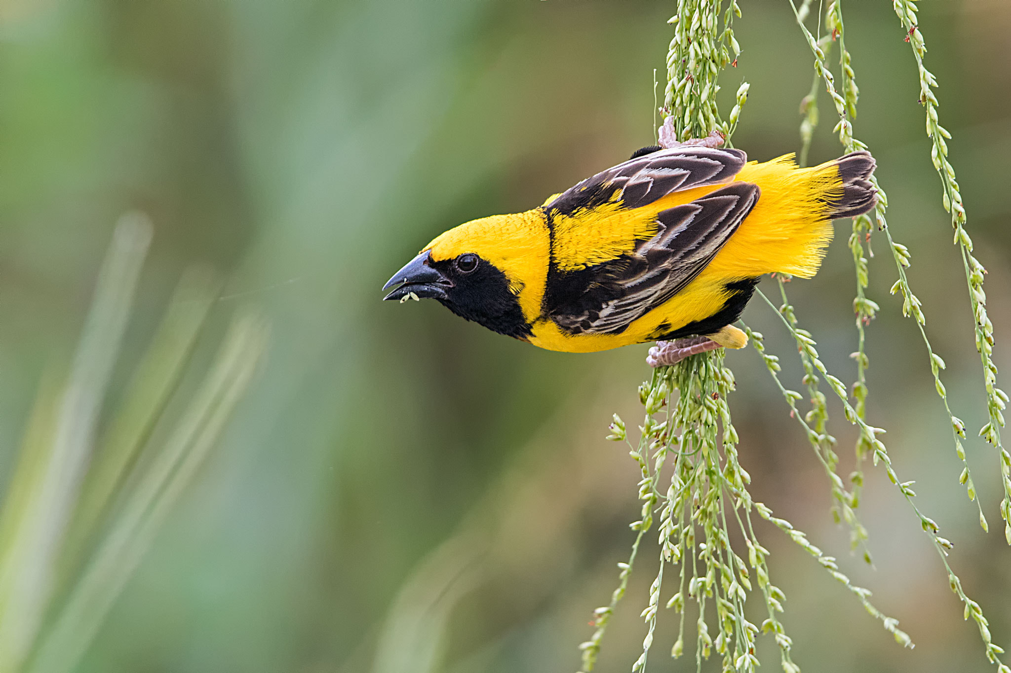 Canon EOS 7D Mark II sample photo. Yellow crowned bishop photography