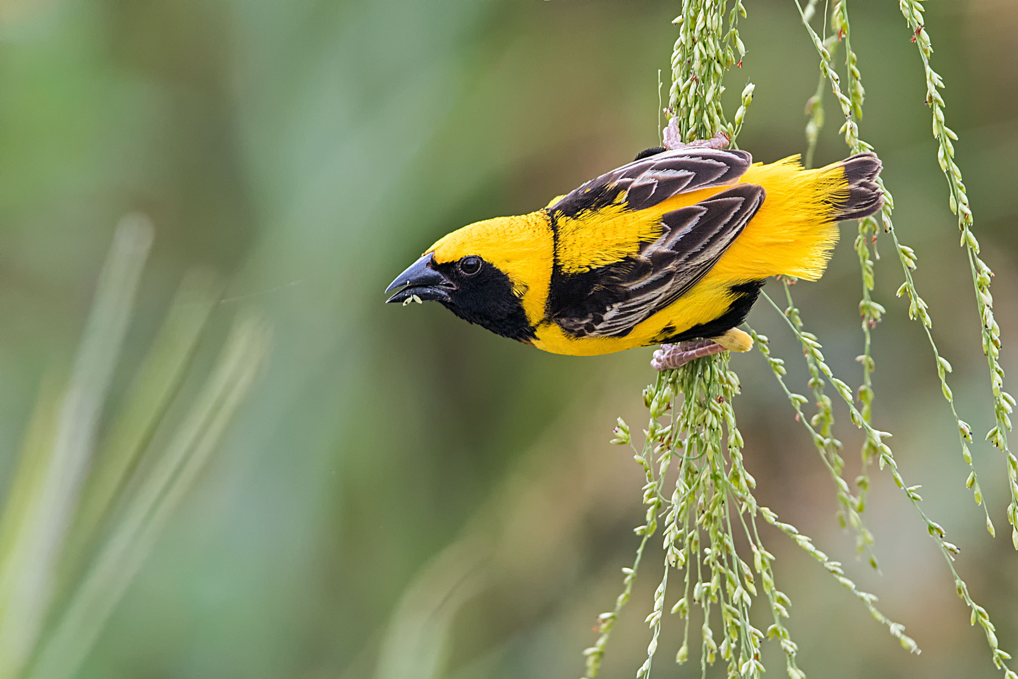 Canon EF 400mm F2.8L IS II USM sample photo. Yellow crowned bishop photography
