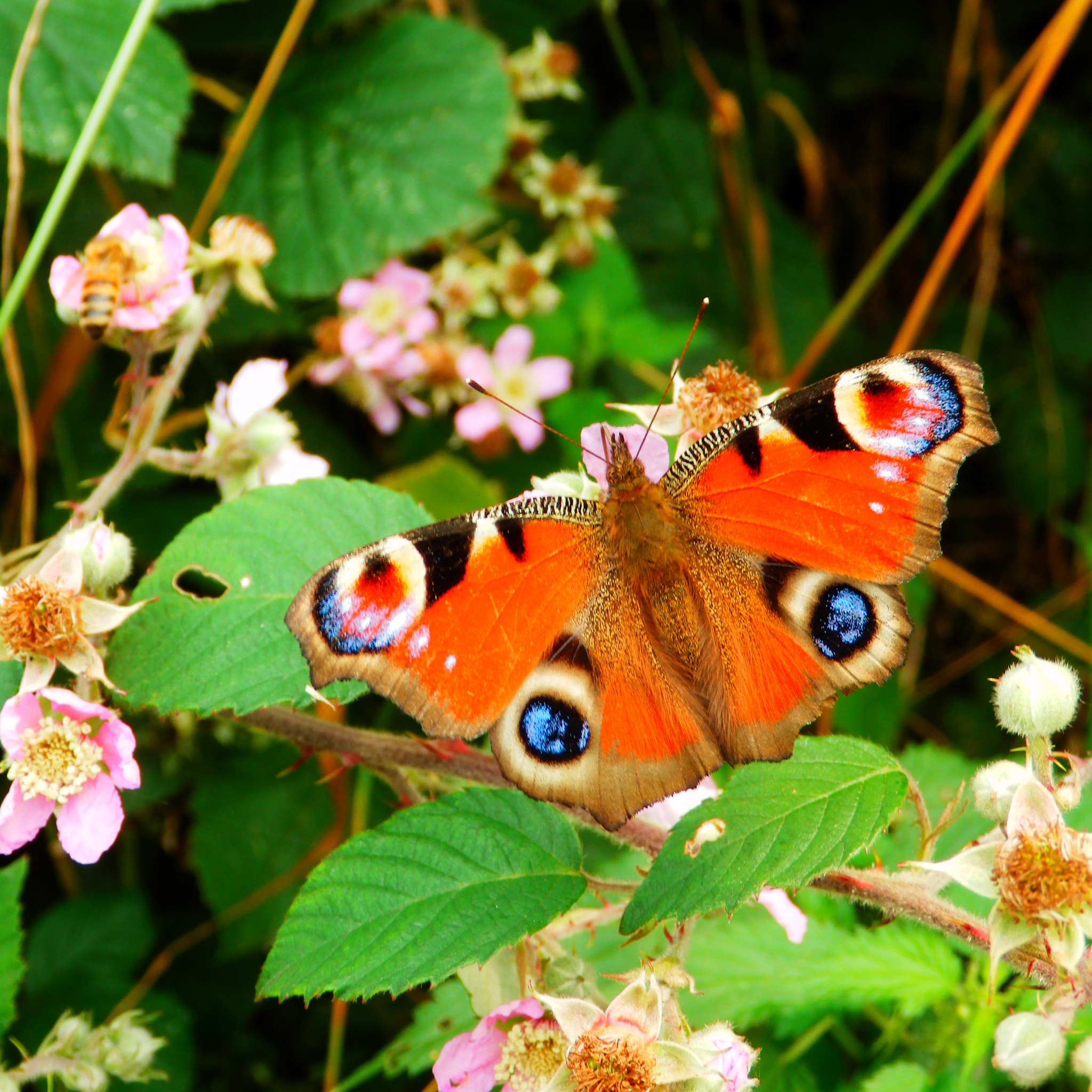 Olympus SZ-31MR sample photo. The butterfly photography