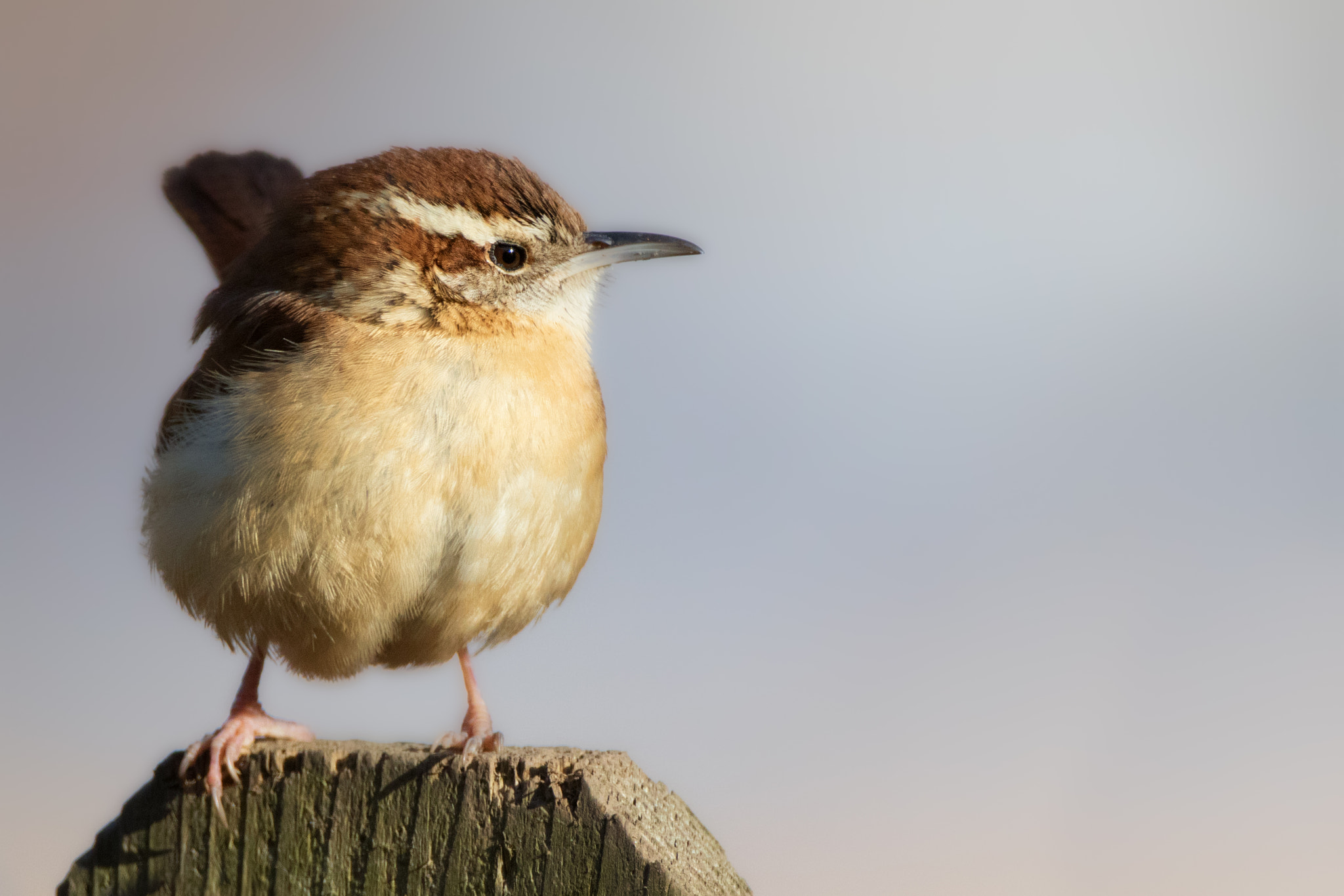 Canon EOS 80D + Canon EF 500mm F4L IS USM sample photo. Wren fencepost photography