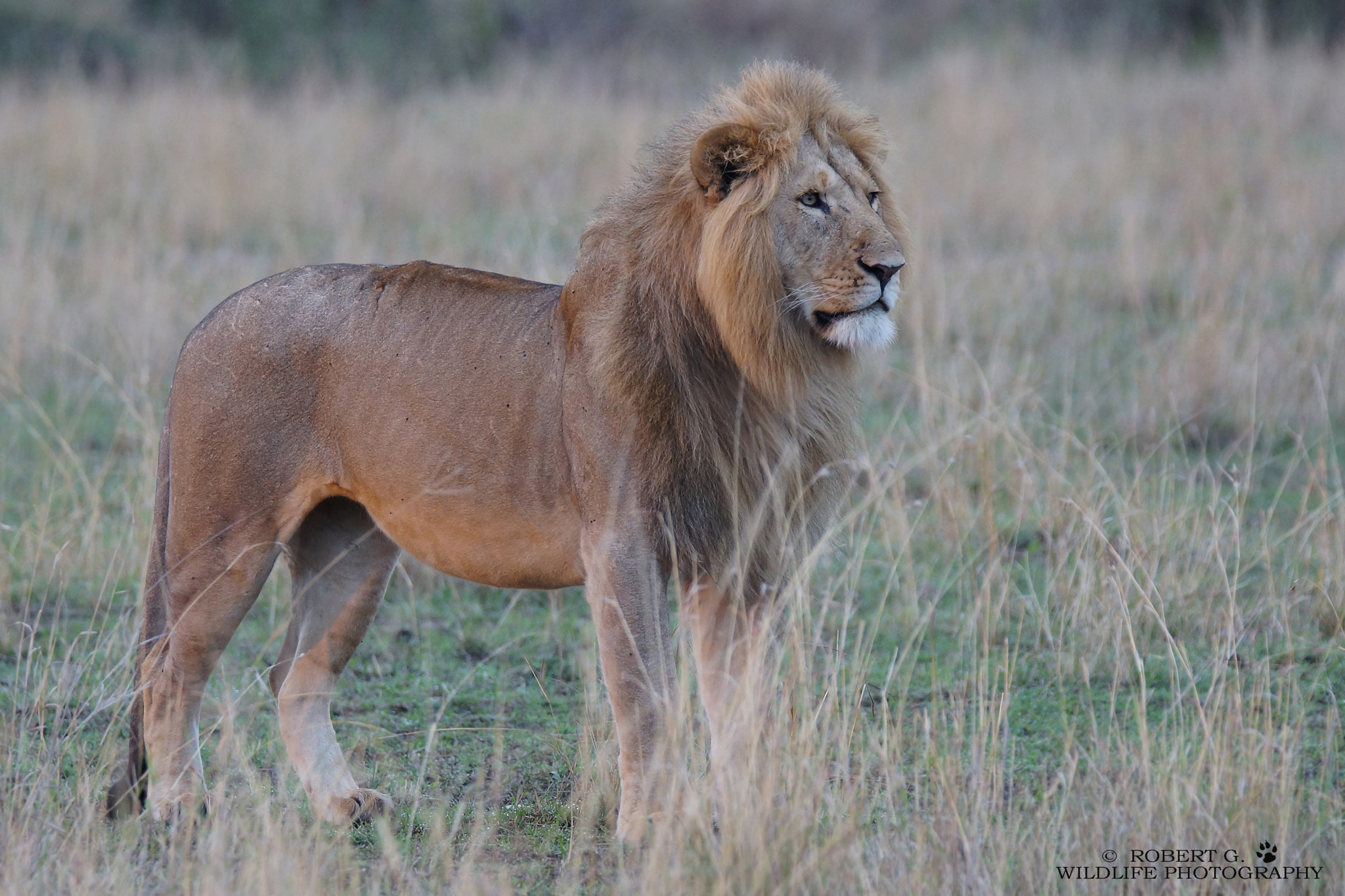 Sony SLT-A77 + Tamron SP 150-600mm F5-6.3 Di VC USD sample photo. Lion masai mara 2016 photography