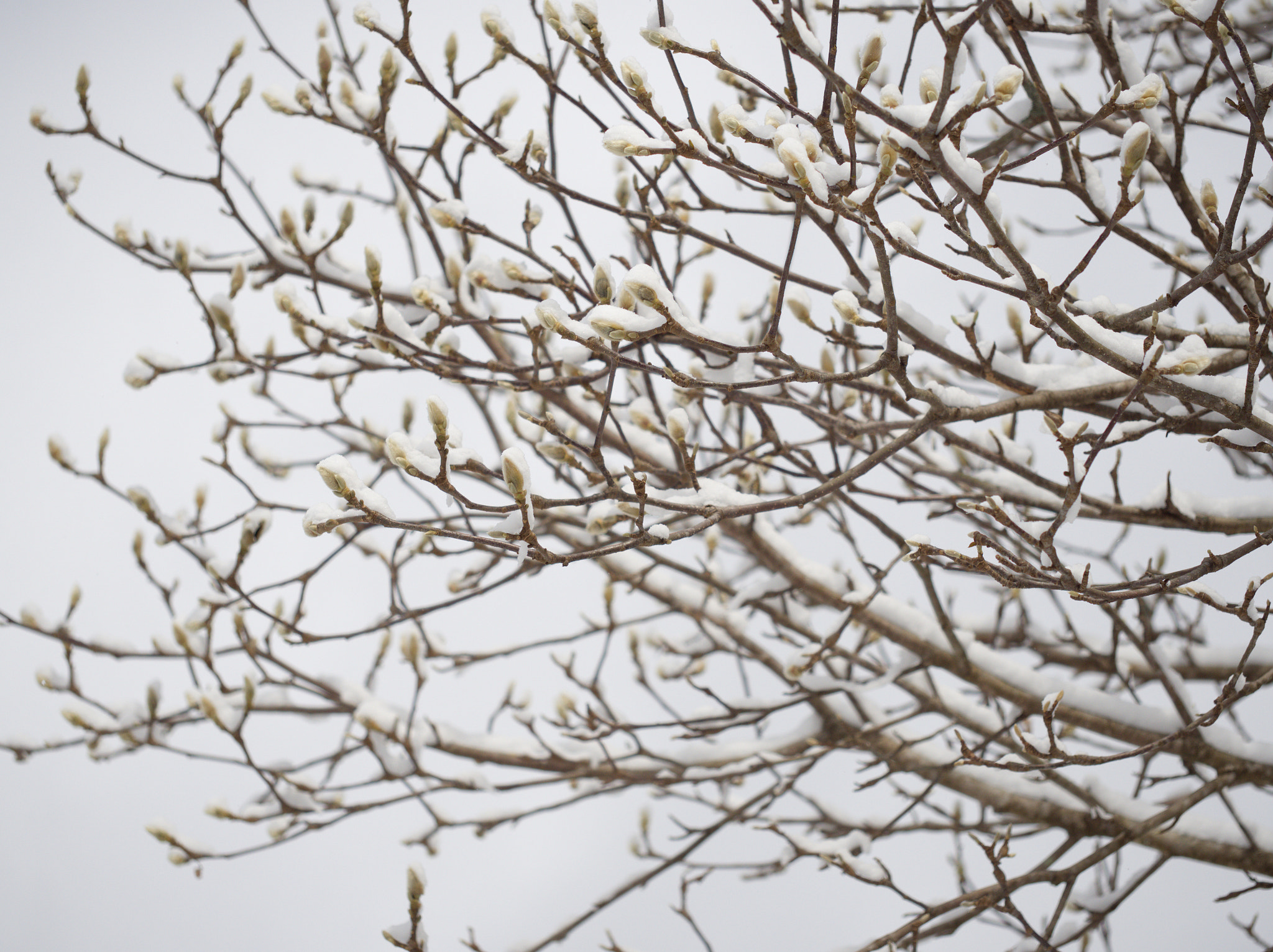 Olympus M.Zuiko Digital ED 60mm F2.8 Macro sample photo. 雪帯びて | in the snow photography