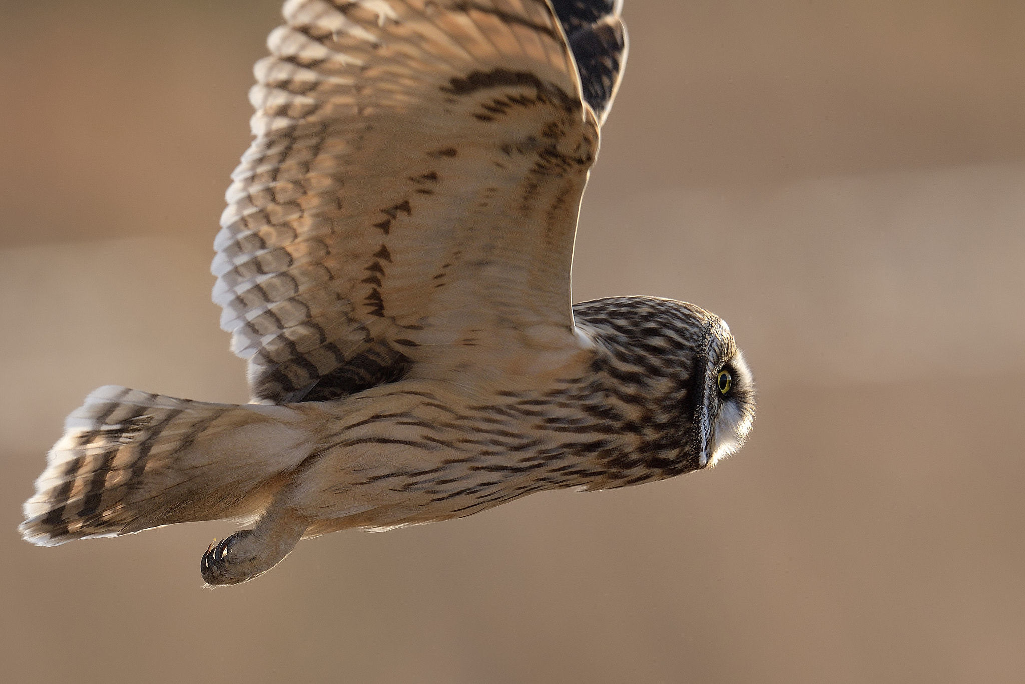 Nikon D500 + Nikon AF-S Nikkor 600mm F4G ED VR sample photo. Short-eared owl photography