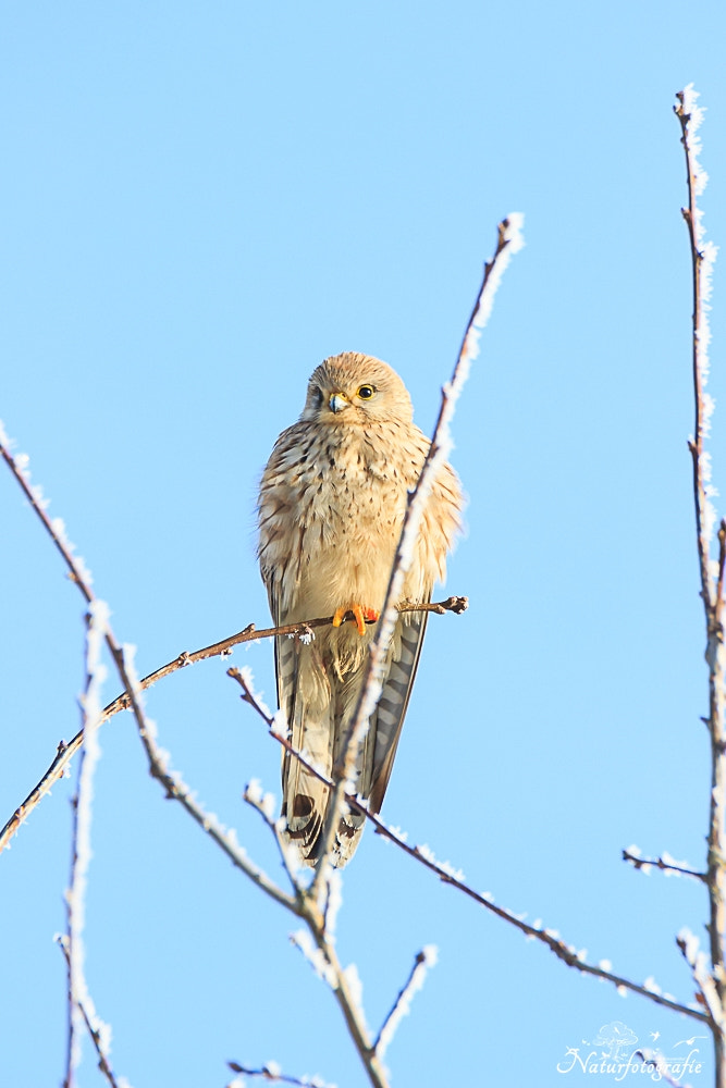 Tamron SP 150-600mm F5-6.3 Di VC USD sample photo. Turmfalke photography
