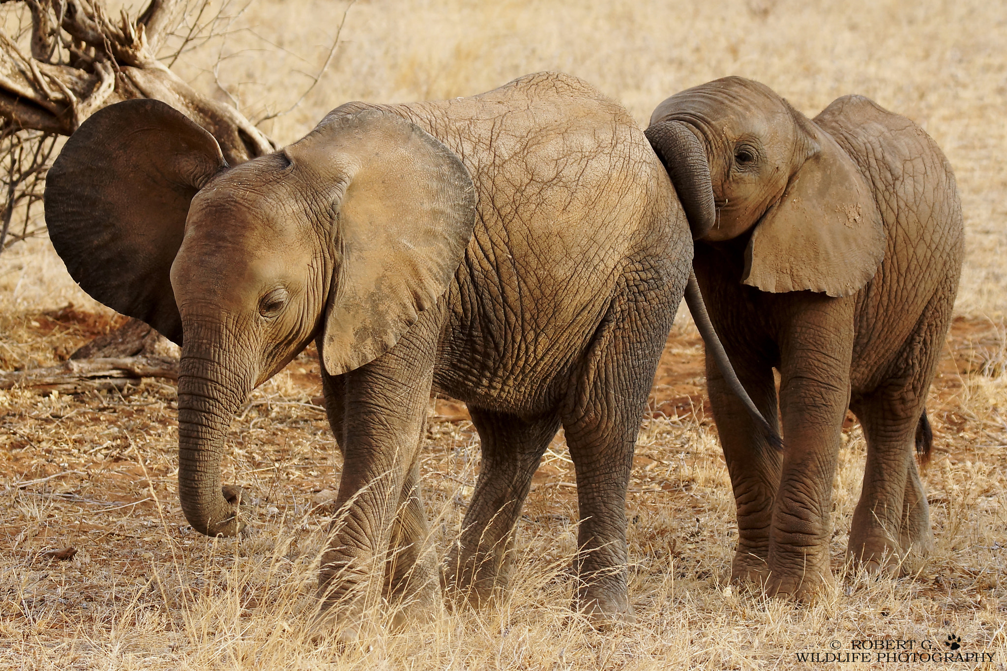 Sony SLT-A77 + Tamron SP 150-600mm F5-6.3 Di VC USD sample photo. Young elephants in samburu 2016 photography