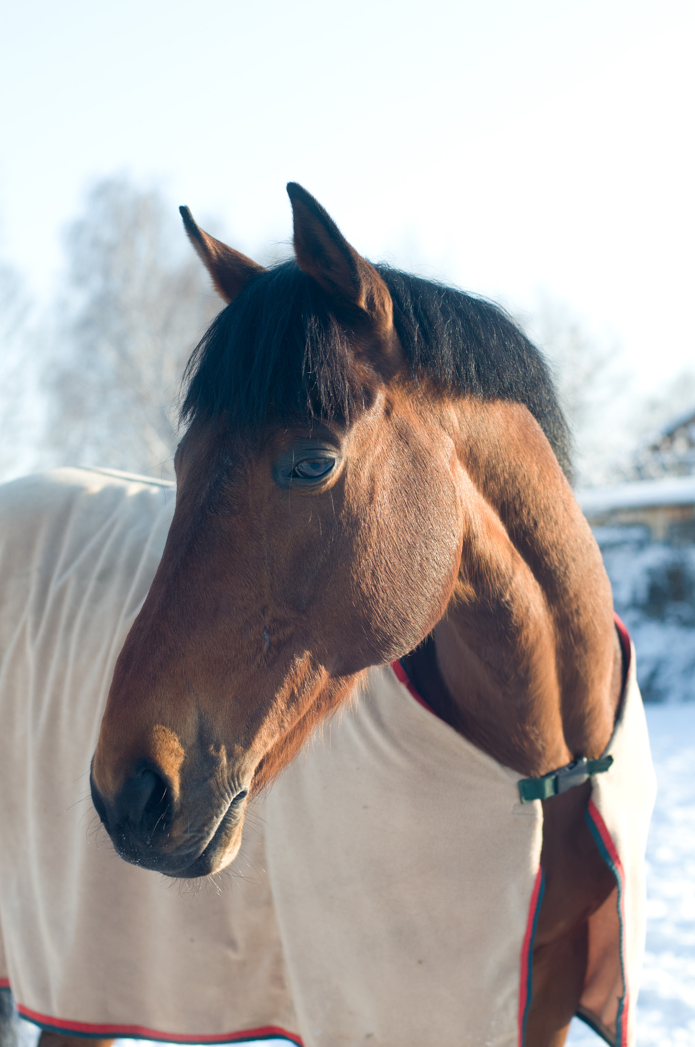 Nikon D300 + Nikon AF Nikkor 50mm F1.4D sample photo. Horse portrate bay color in winter photography