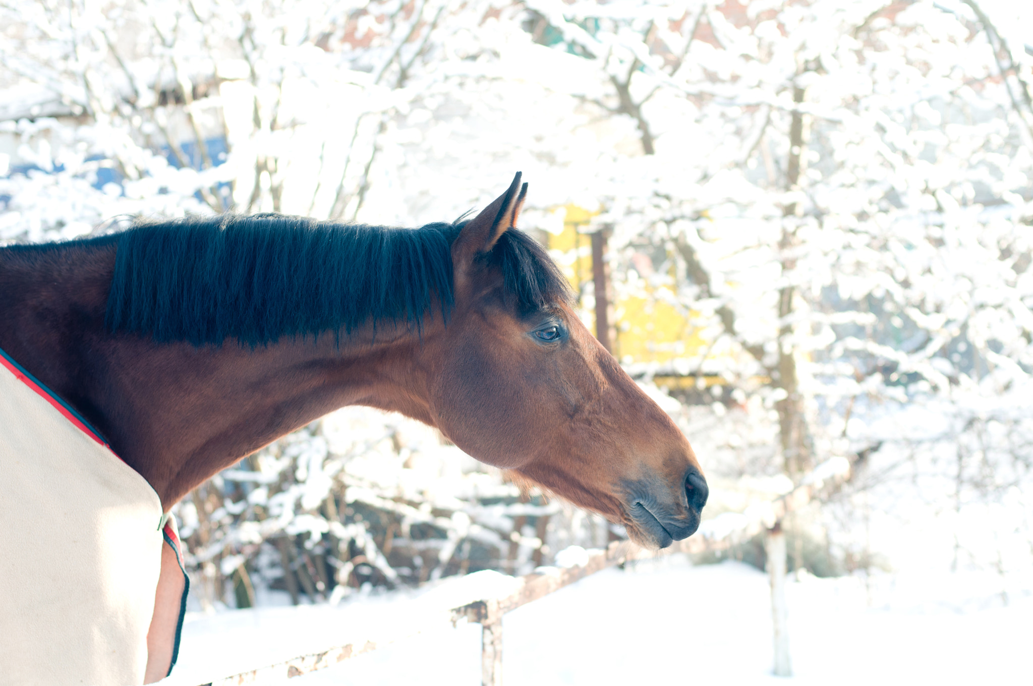 Nikon D300 + Nikon AF Nikkor 50mm F1.4D sample photo. Horse portrate bay color in winter photography