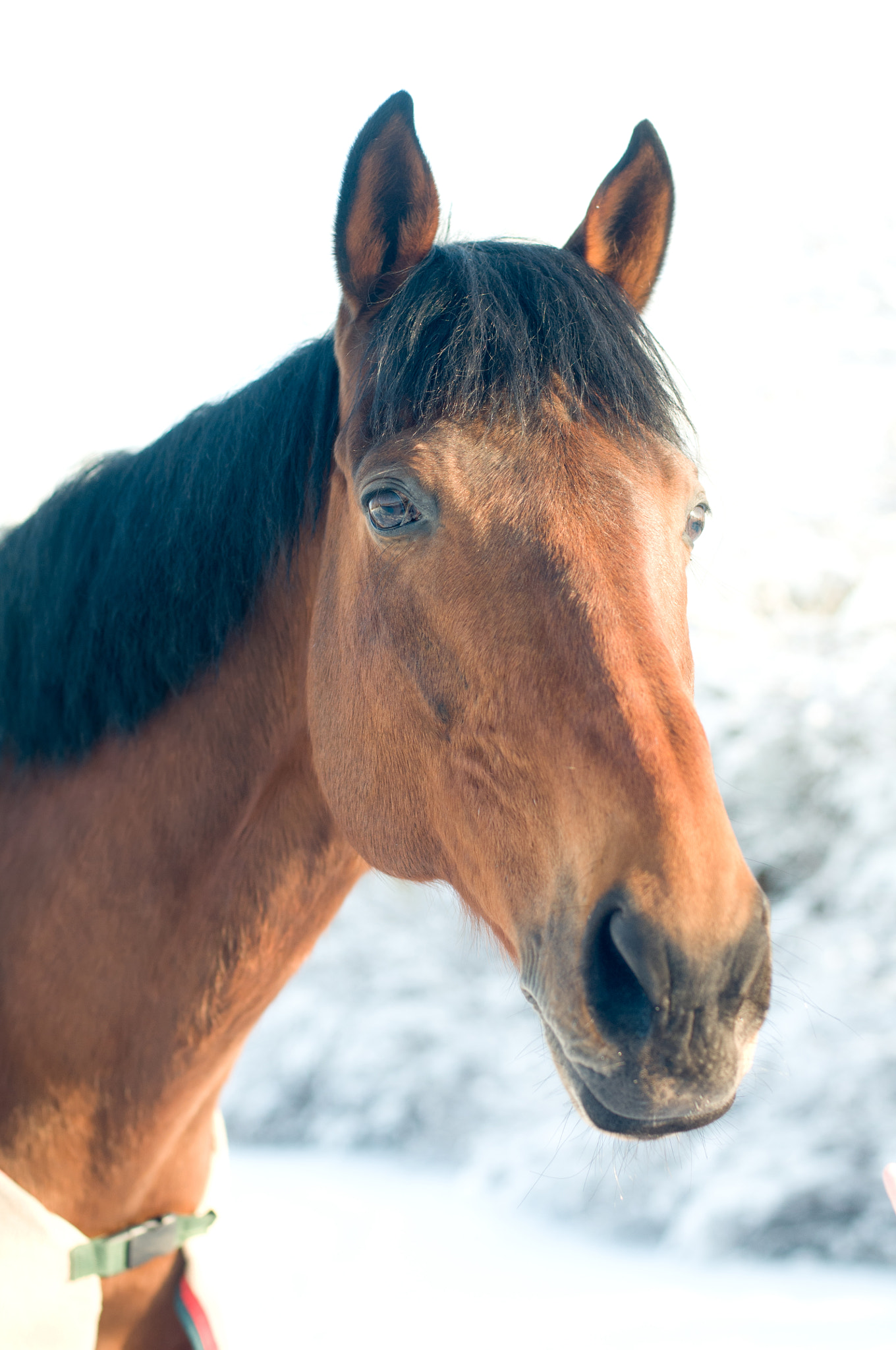Nikon D300 + Nikon AF Nikkor 50mm F1.4D sample photo. Horse portrate bay color in winter photography