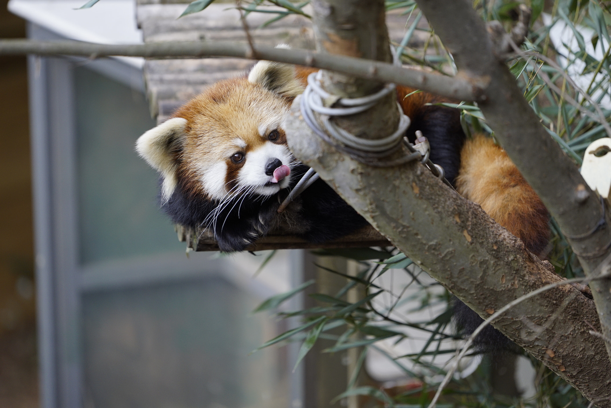 Sony a7S sample photo. Red panda at zoo atlanta photography