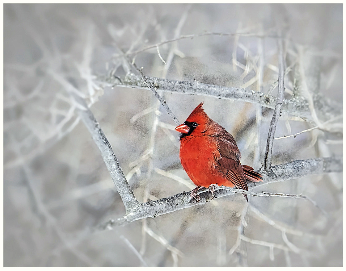 Olympus OM-D E-M1 sample photo. Snow bird photography