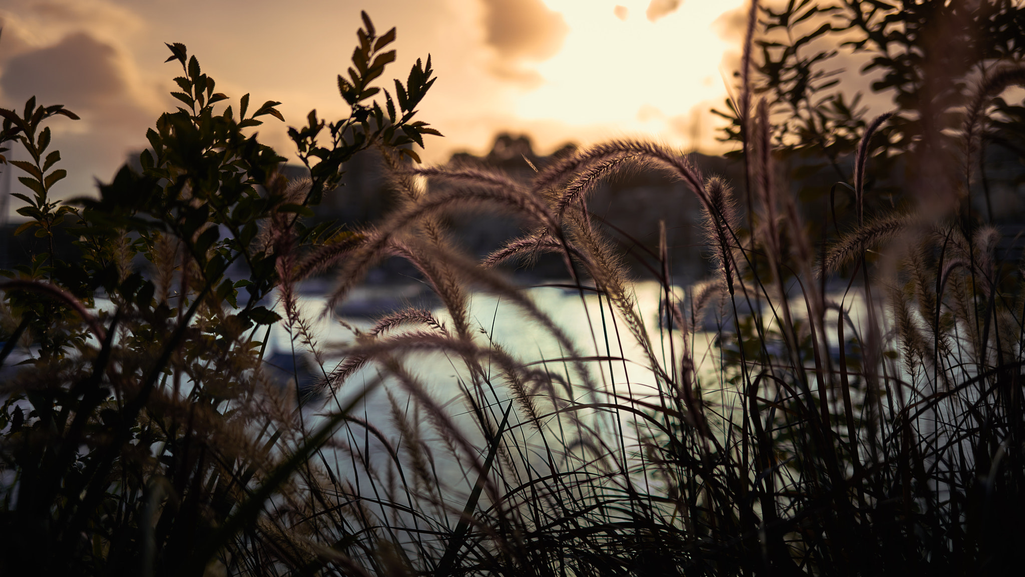 Sony a7R II + ZEISS Loxia 35mm F2 sample photo. Lavender bay photography