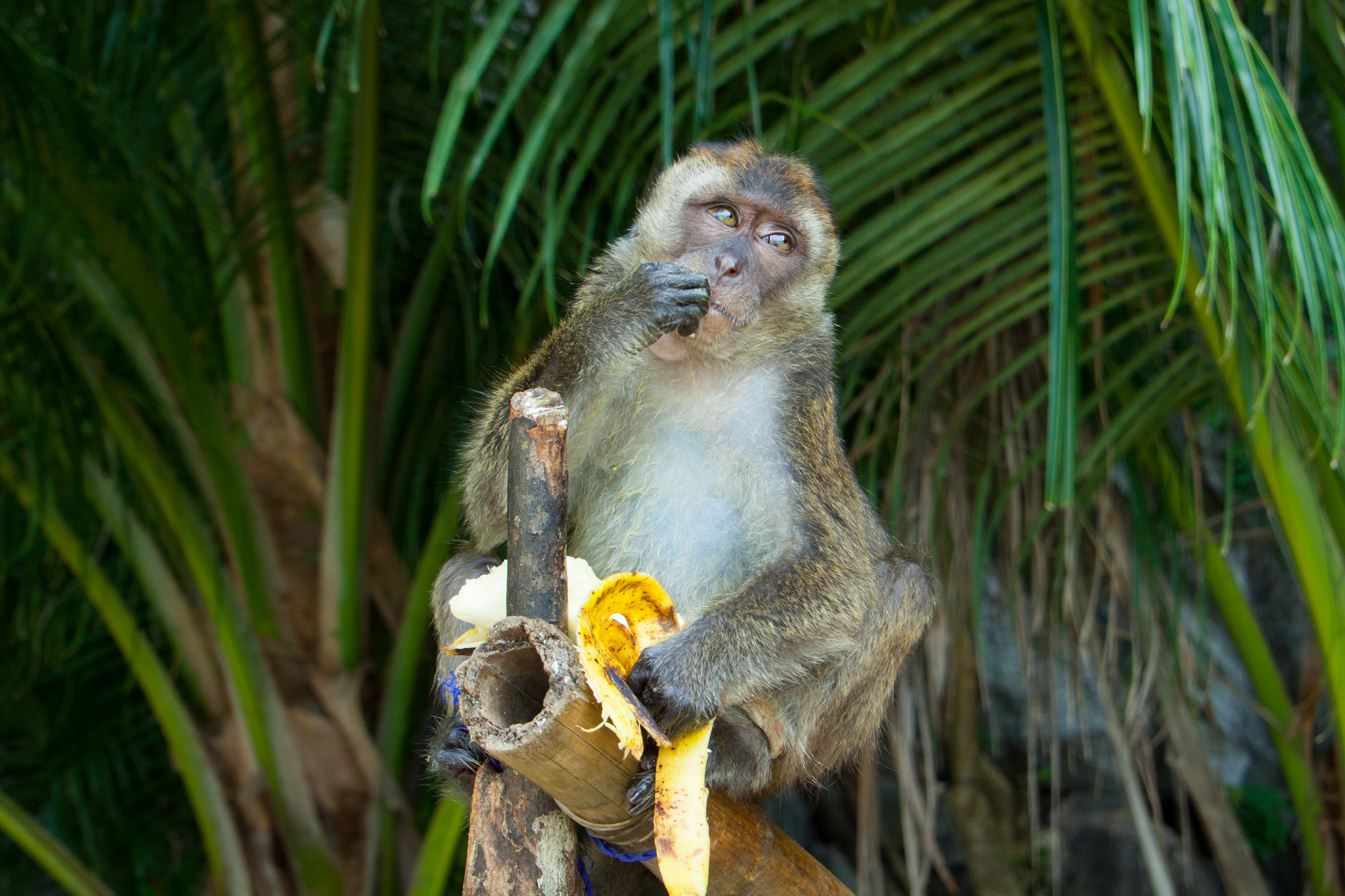 Canon EOS 50D sample photo. Coron sad monkey photography