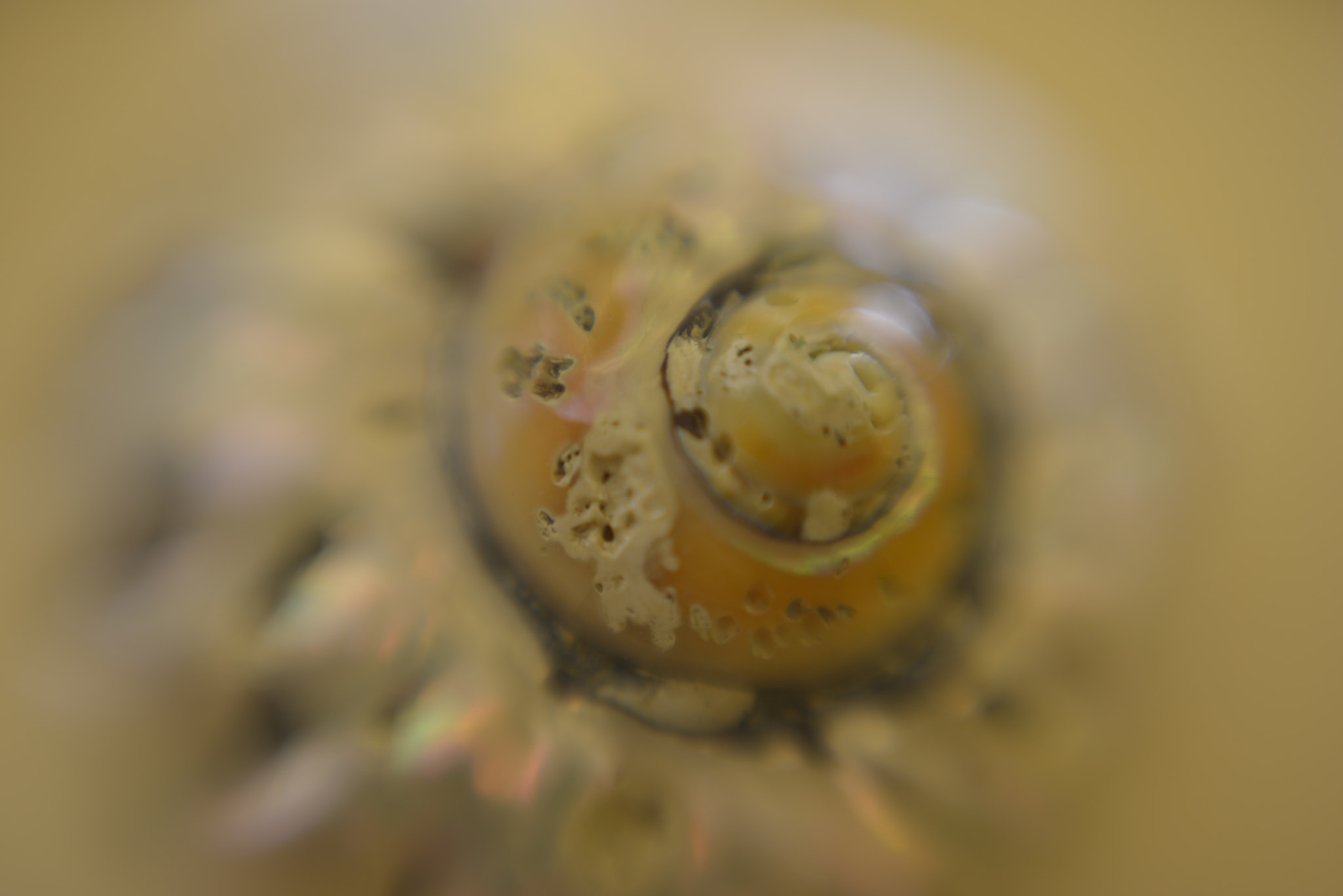 Nikon D800 sample photo. Background snail-shell photography