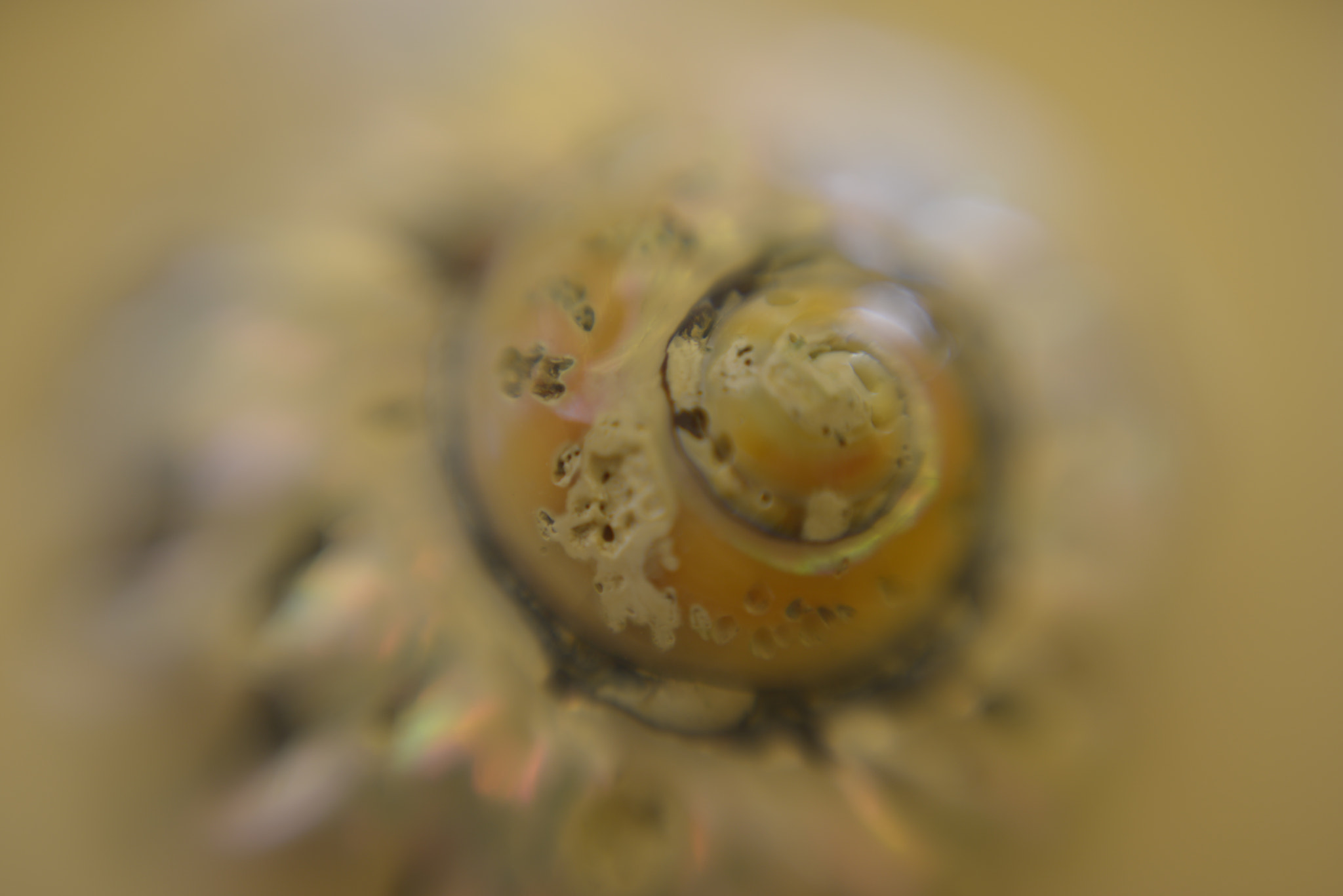 Manual Lens No CPU sample photo. Background snail-shell photography