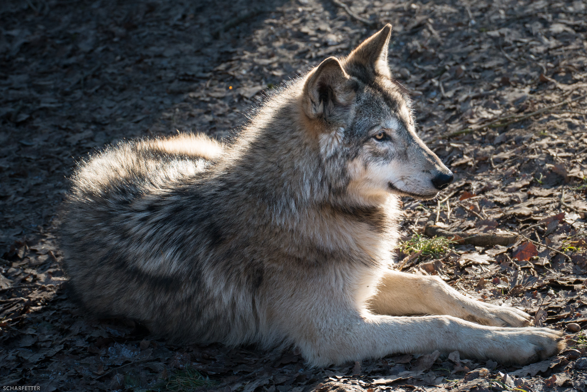 Sigma 50-500mm F4.5-6.3 DG OS HSM sample photo. Relaxation photography