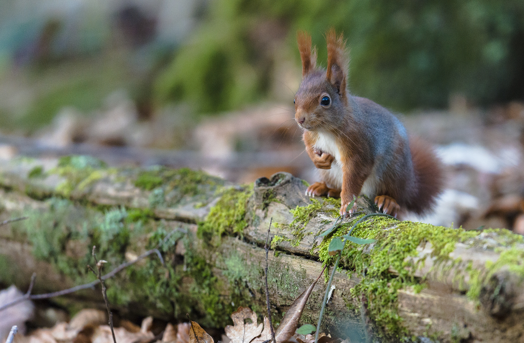 Nikon D800 + Nikon AF-S Nikkor 500mm F4E FL ED VR sample photo. Écureuil roux photography