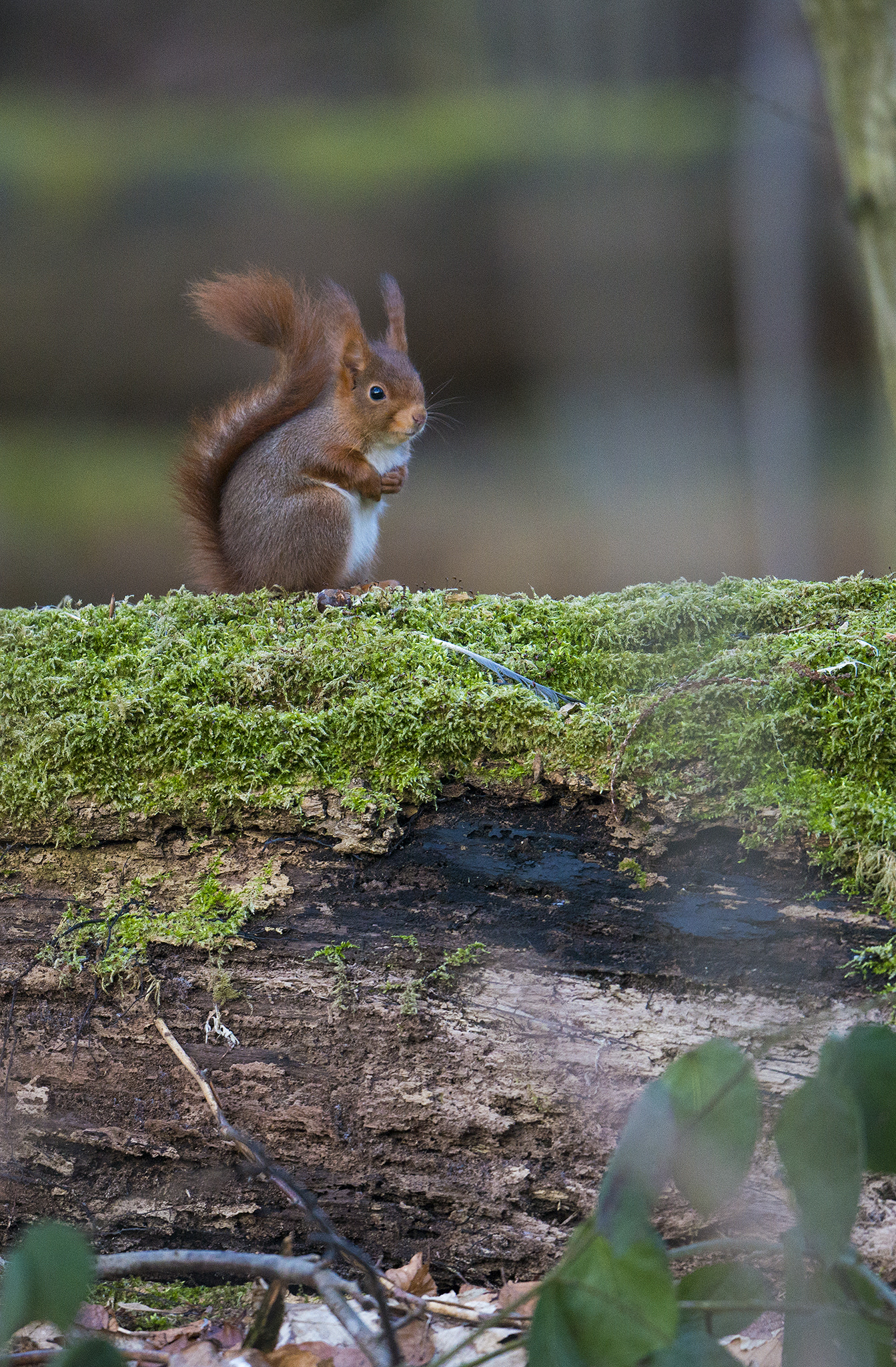 Nikon D800 + Nikon AF-S Nikkor 500mm F4E FL ED VR sample photo. Écureuil roux photography