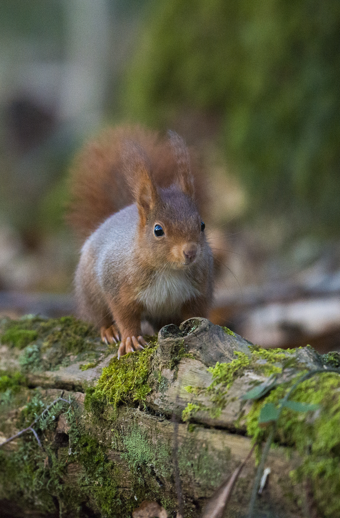 Nikon D800 + Nikon AF-S Nikkor 500mm F4E FL ED VR sample photo. Écureuil roux photography