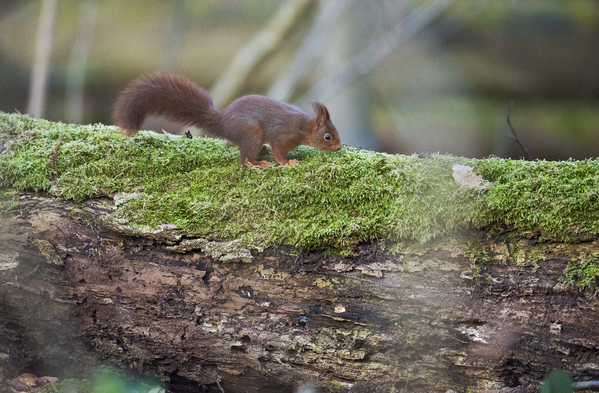 Nikon D800 + Nikon AF-S Nikkor 500mm F4E FL ED VR sample photo. Écureuil roux photography