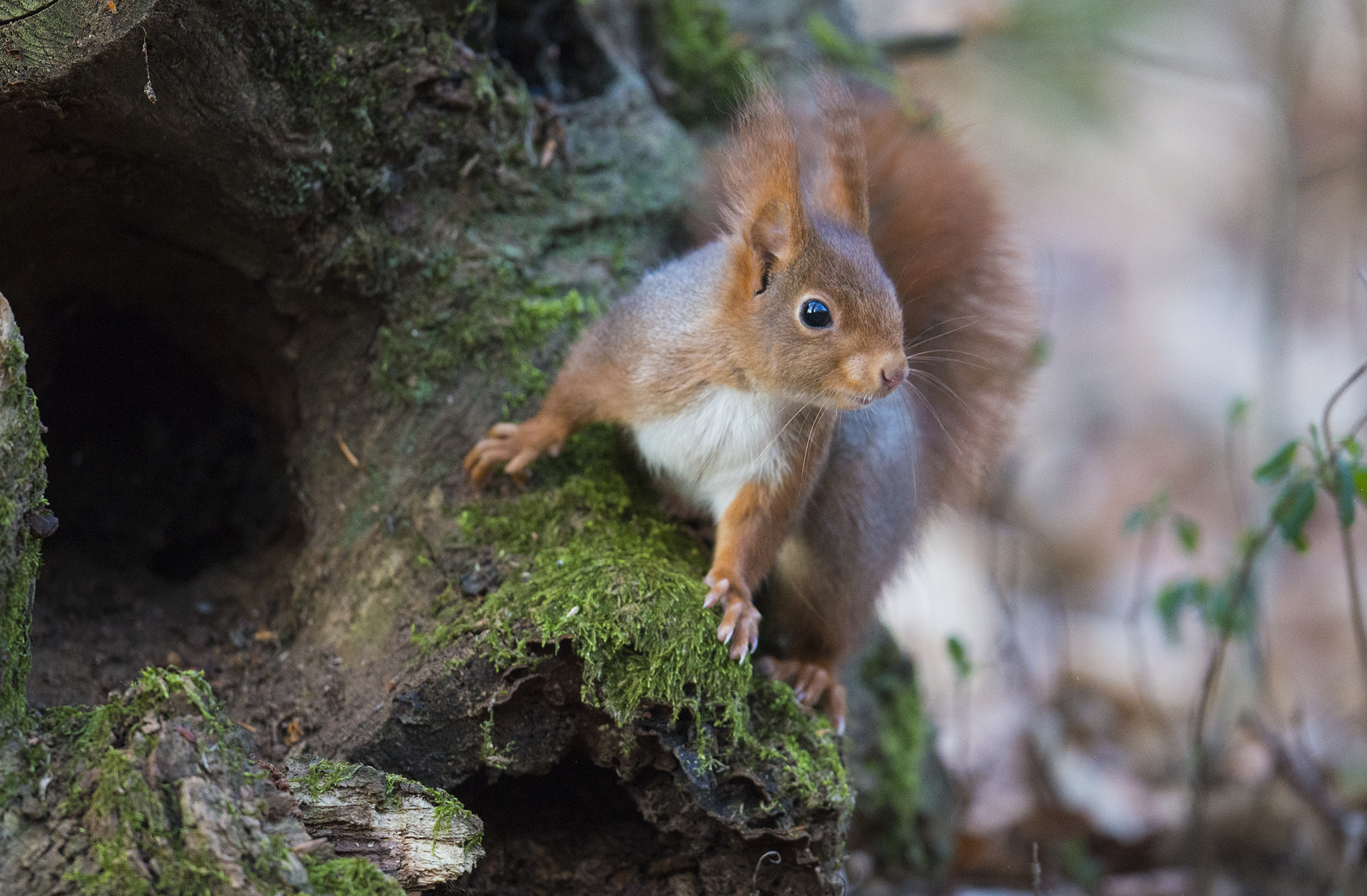 Nikon D800 + Nikon AF-S Nikkor 500mm F4E FL ED VR sample photo. Écureuil roux photography