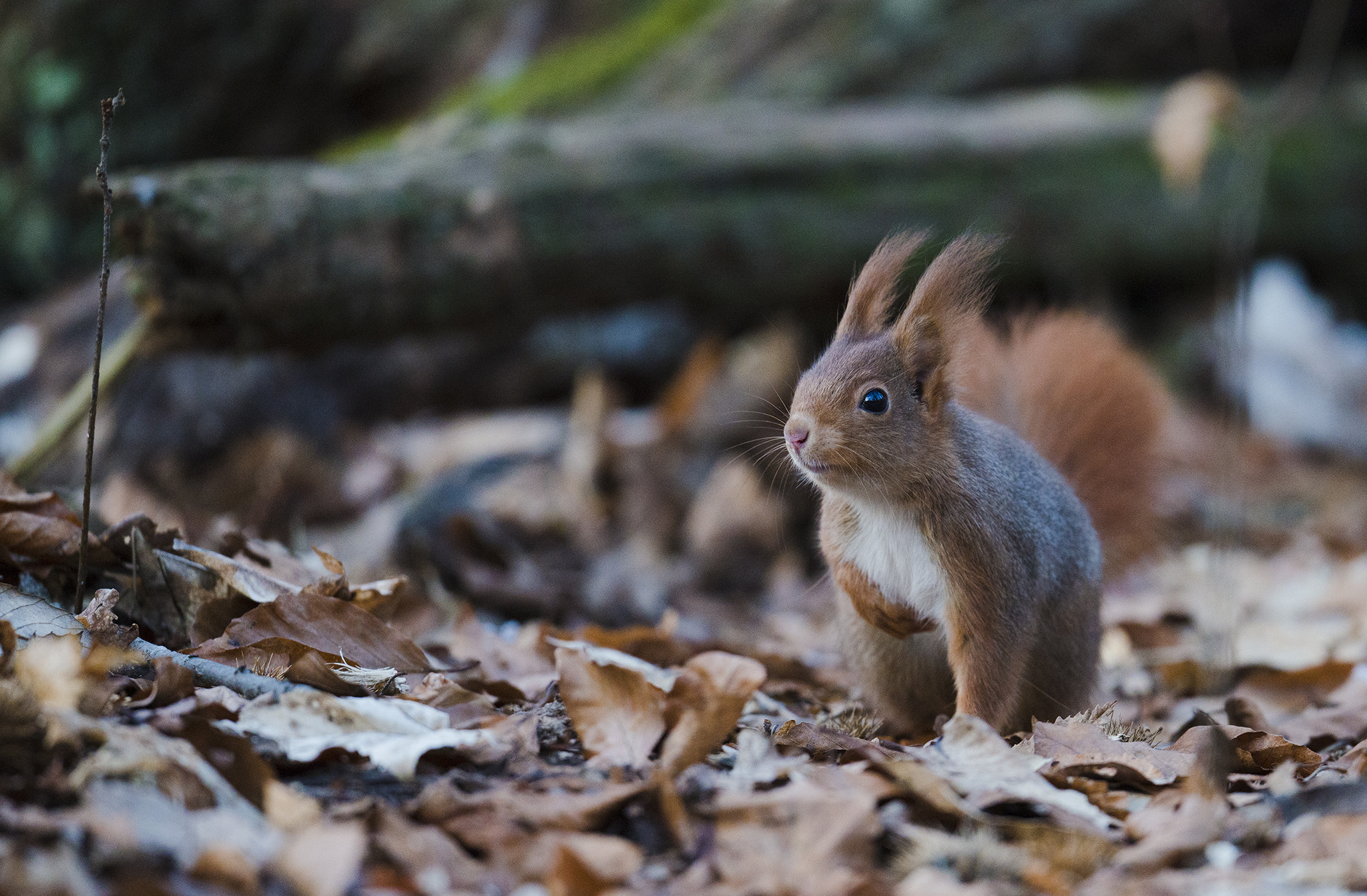 Nikon D800 + Nikon AF-S Nikkor 500mm F4E FL ED VR sample photo. Écureuil roux photography