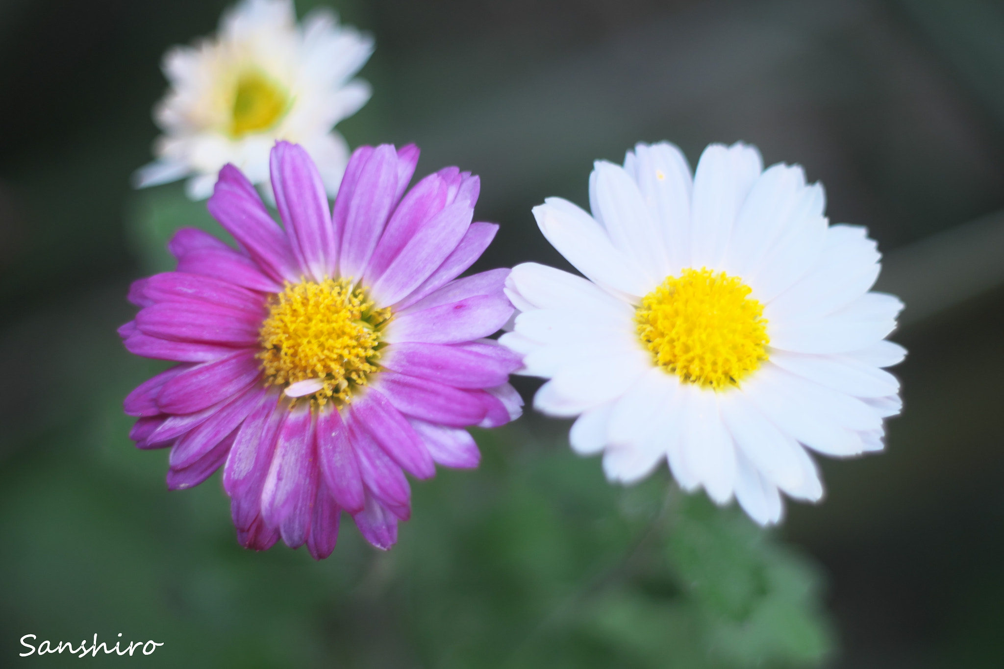 Fujifilm X-M1 sample photo. Untitled photography
