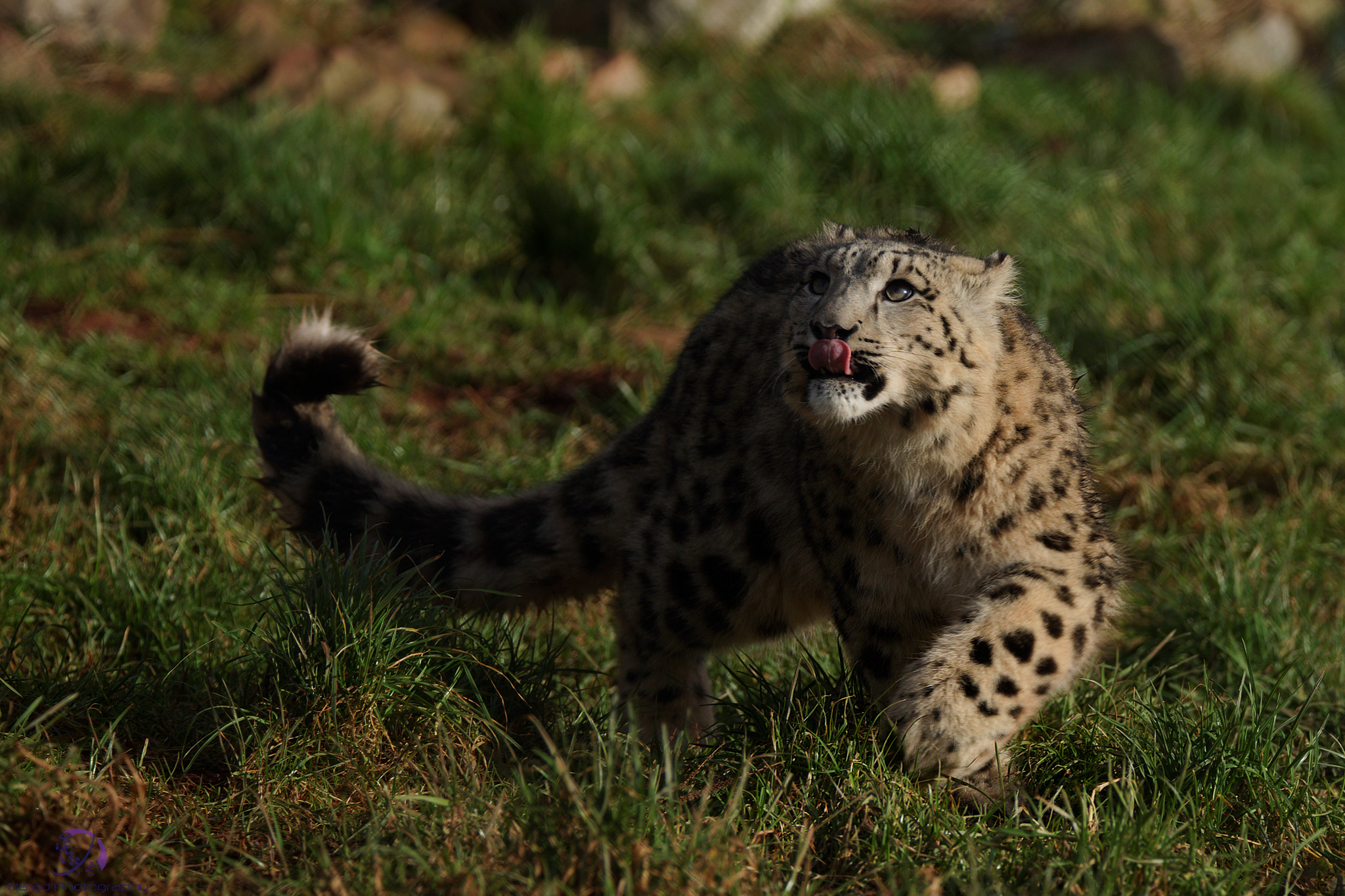 Sony a99 II sample photo. Snow leopard 01 photography