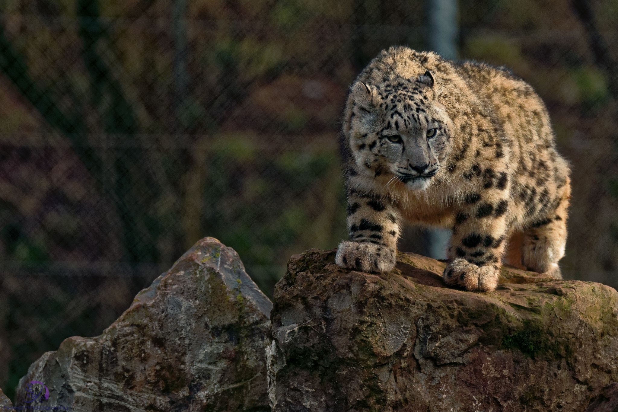 Sony a99 II sample photo. Snow leopard 02 photography