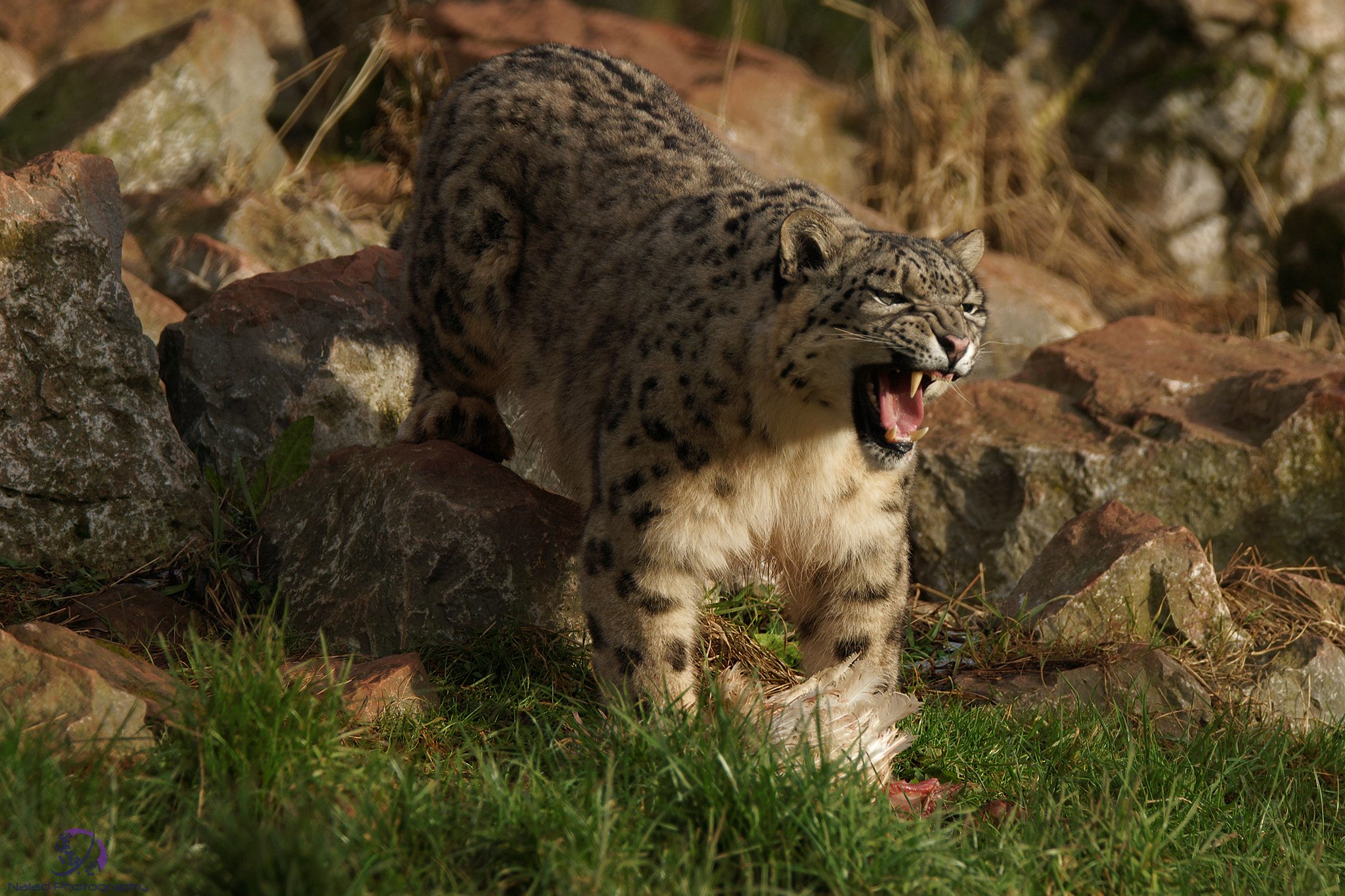 Sony a99 II + Tamron SP 150-600mm F5-6.3 Di VC USD sample photo. Snow leopard 03 photography