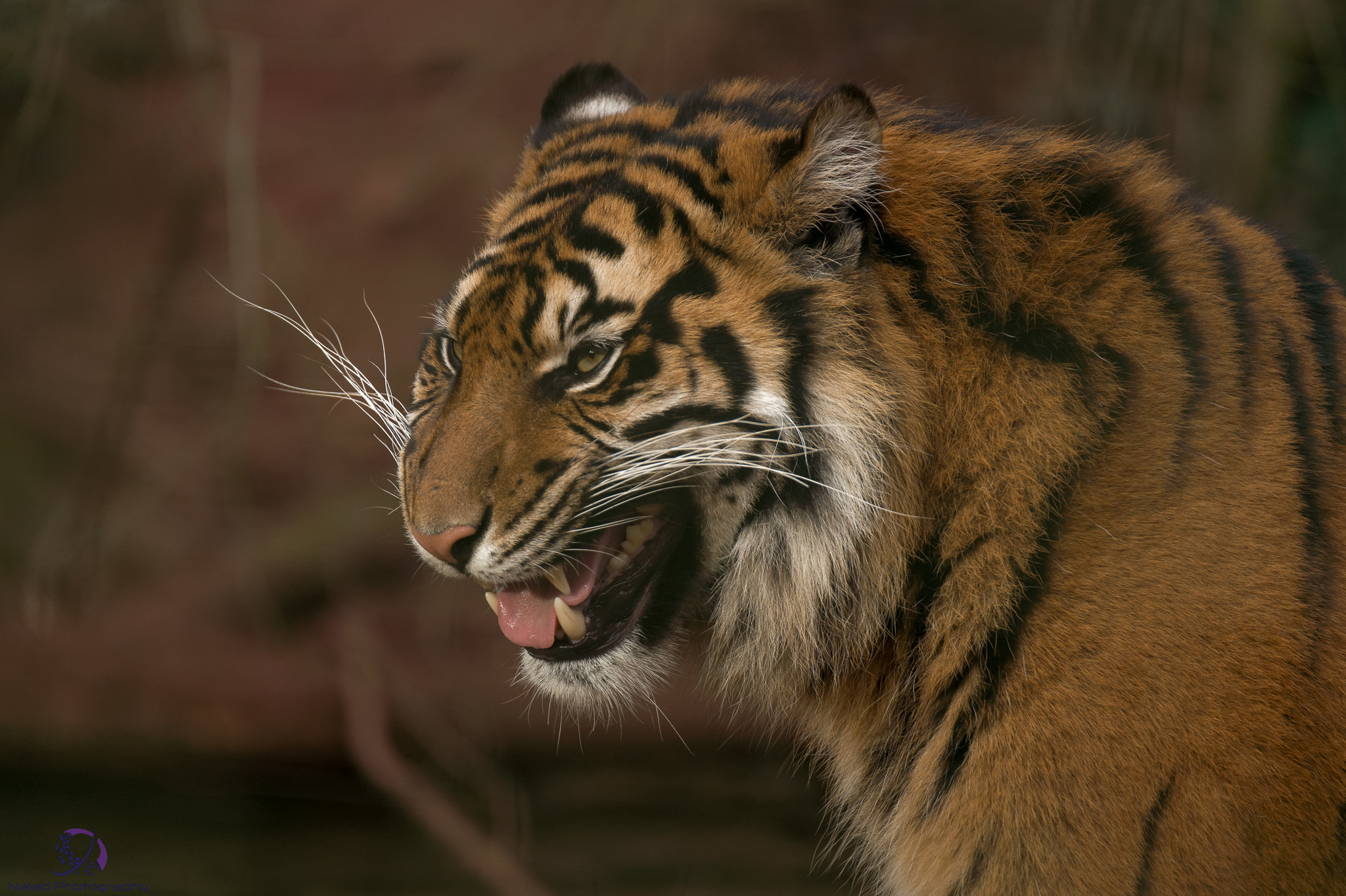 Sony a99 II + Tamron SP 150-600mm F5-6.3 Di VC USD sample photo. Tiger 01 photography
