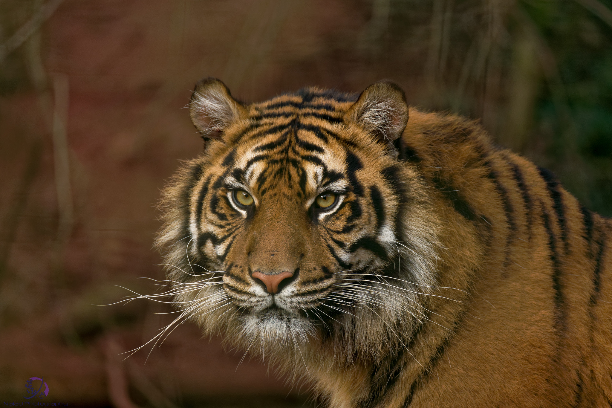 Sony a99 II sample photo. Tiger 02 photography