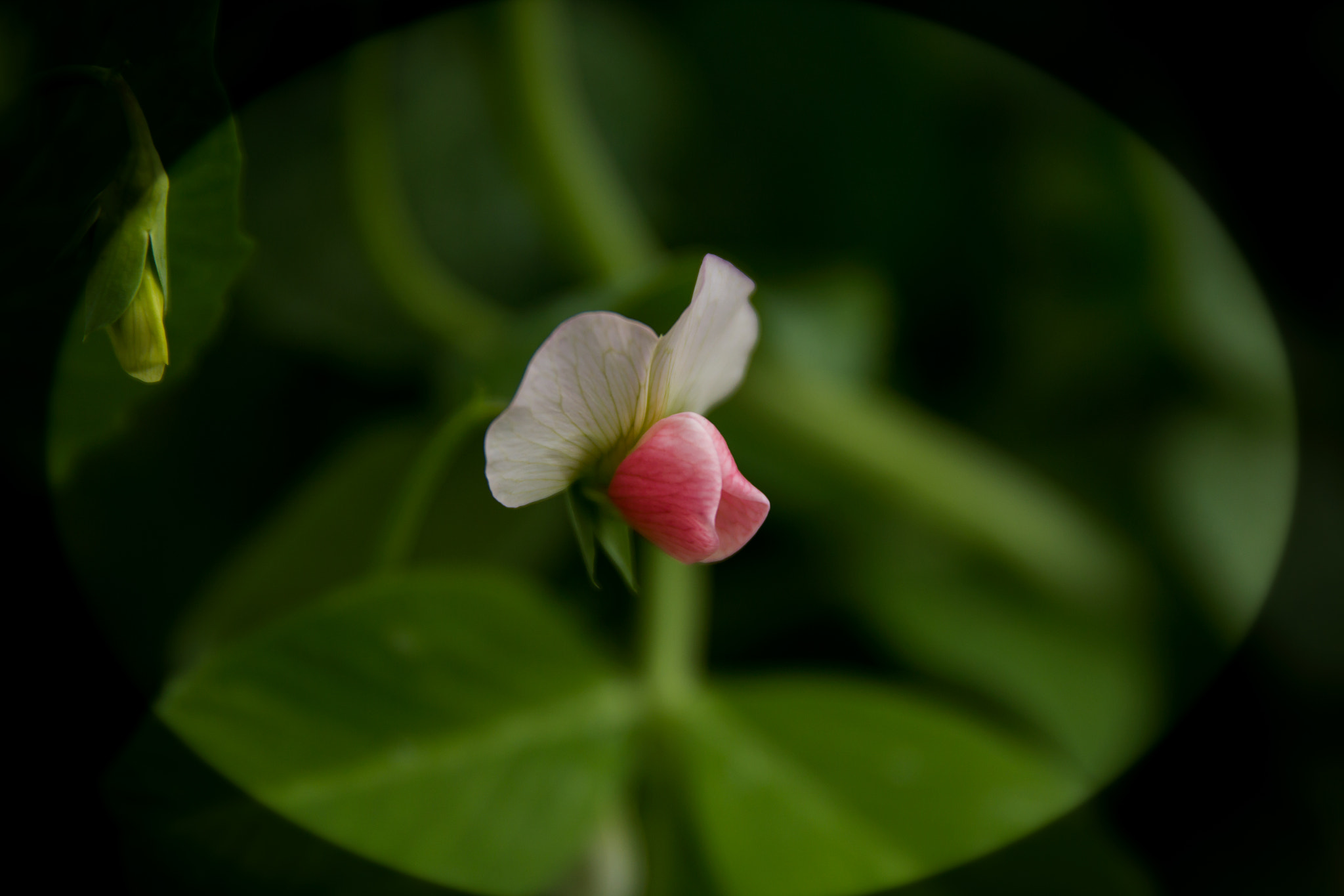 Canon EF 24-70mm F2.8L II USM sample photo