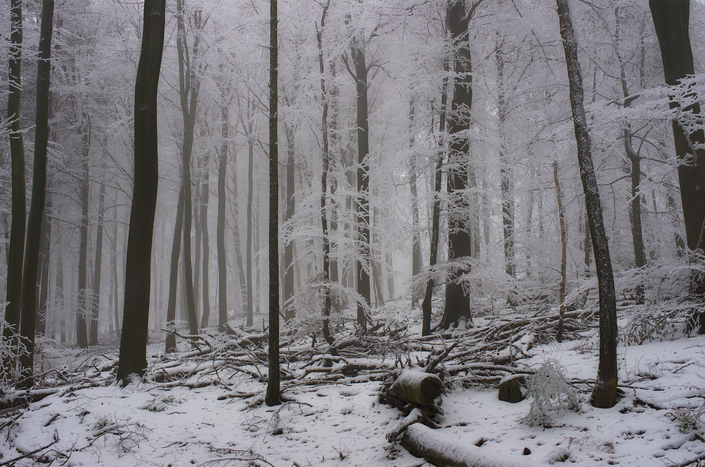 Pentax K-5 sample photo. Winter forest photography