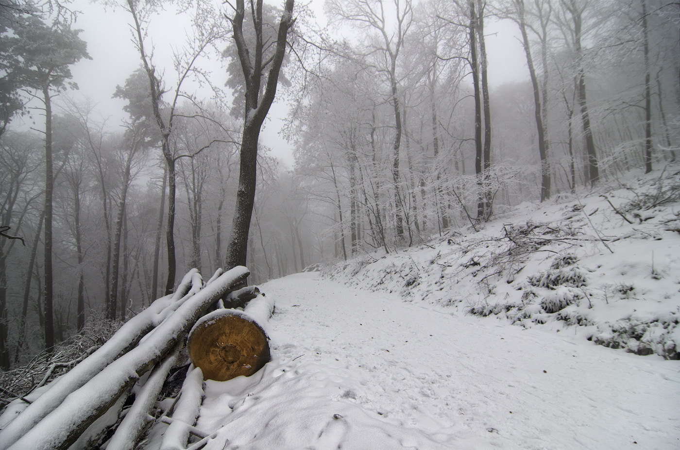 Pentax smc DA 12-24mm F4.0 ED AL (IF) sample photo. Forest allee photography