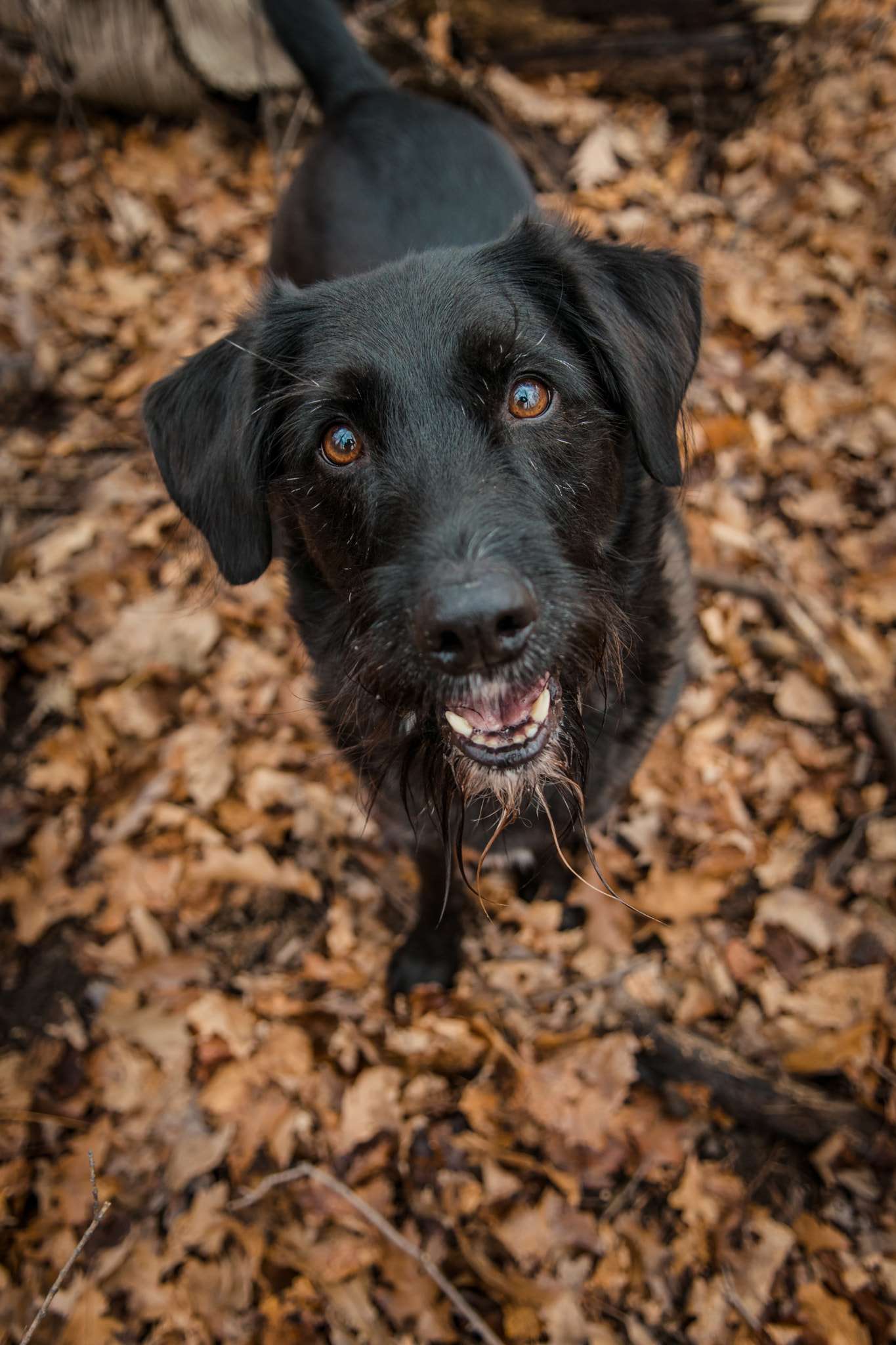Nikon D3300 sample photo. Fisher in the fall photography