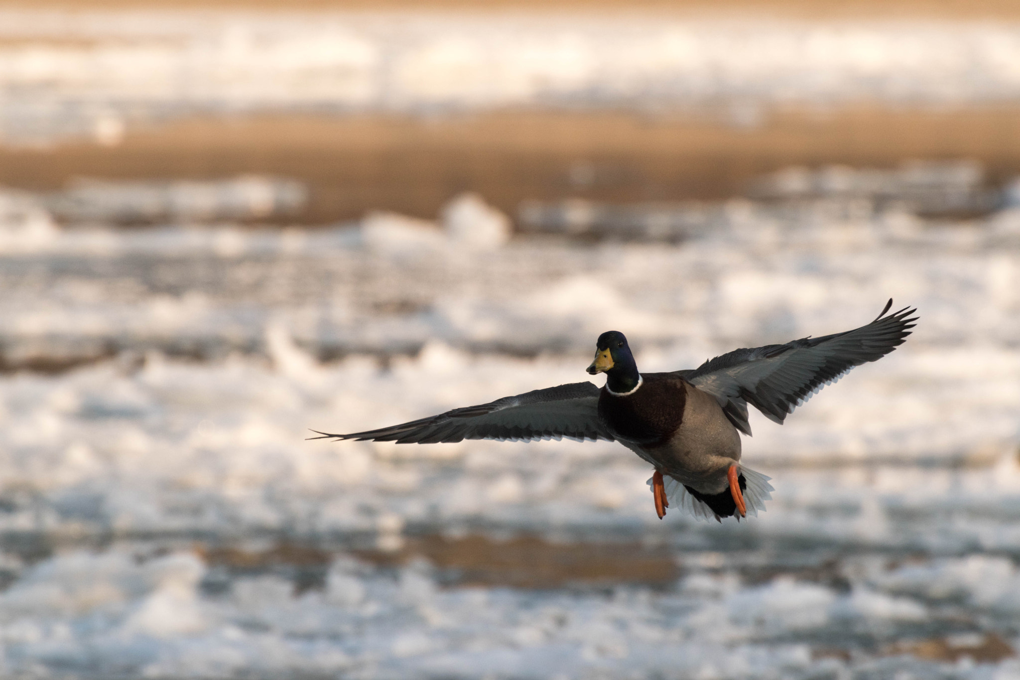 Nikon D5500 sample photo. Duck photography