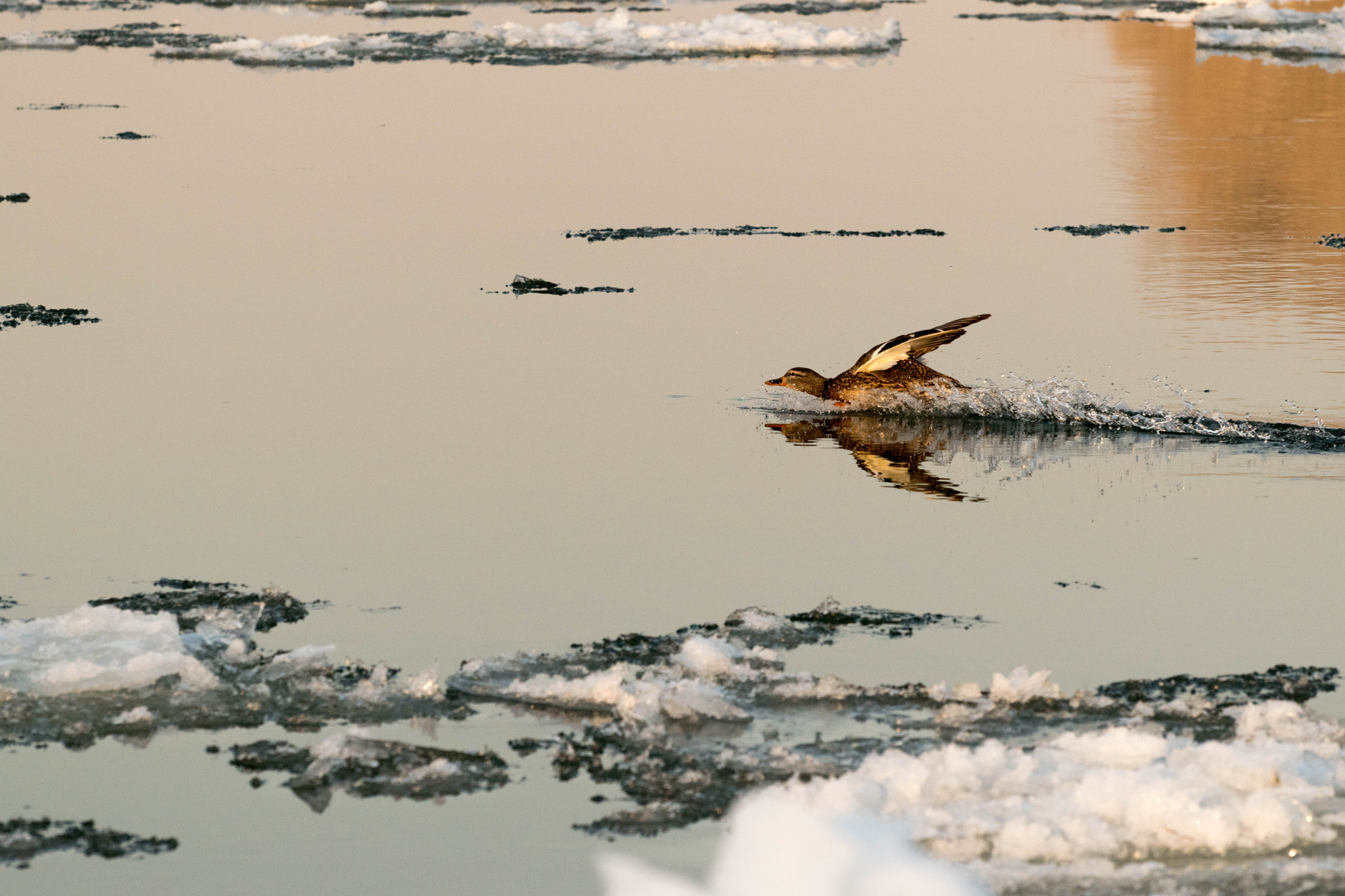 Nikon D5500 sample photo. Reflection photography