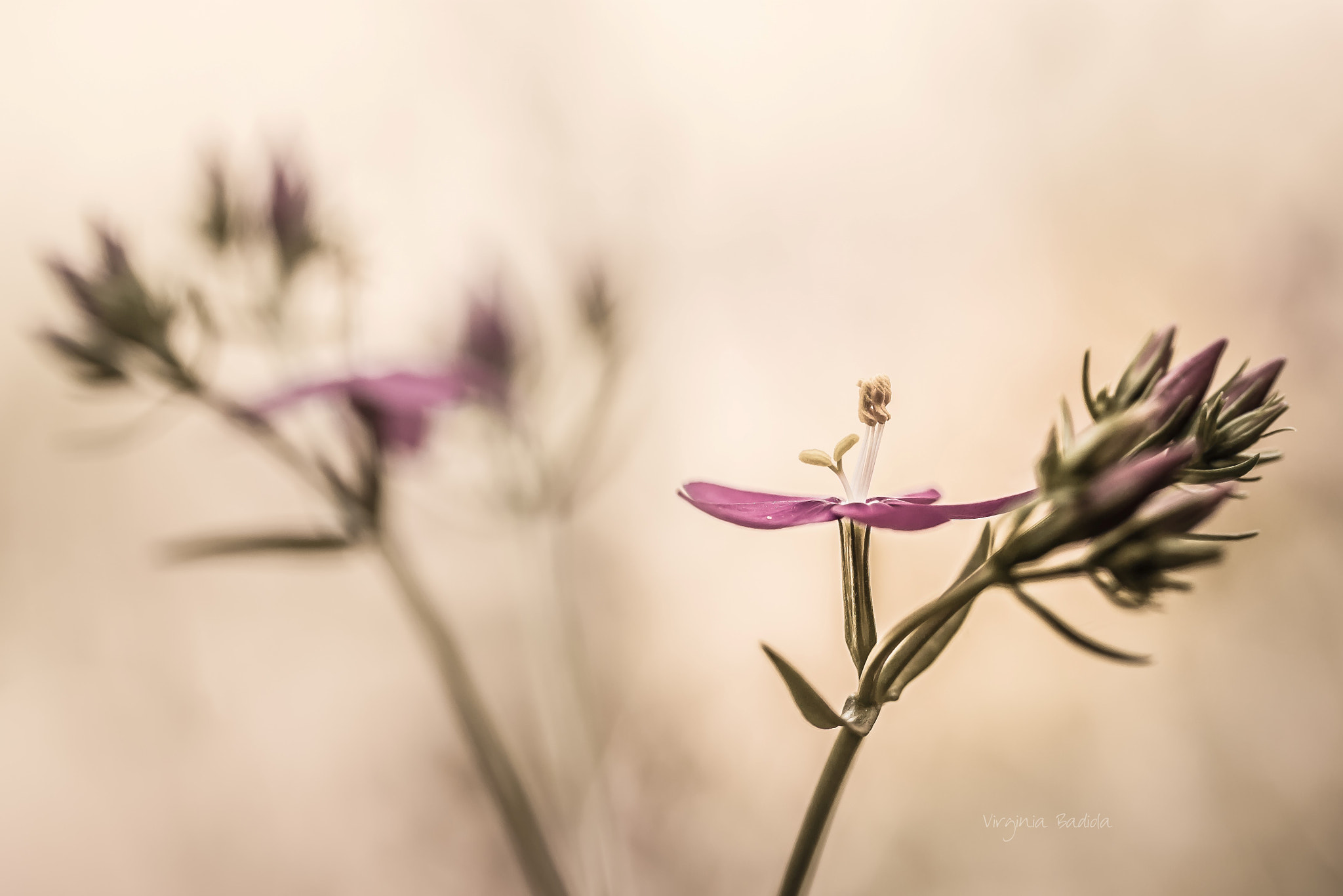 Canon EF-S 60mm F2.8 Macro USM sample photo. *** photography