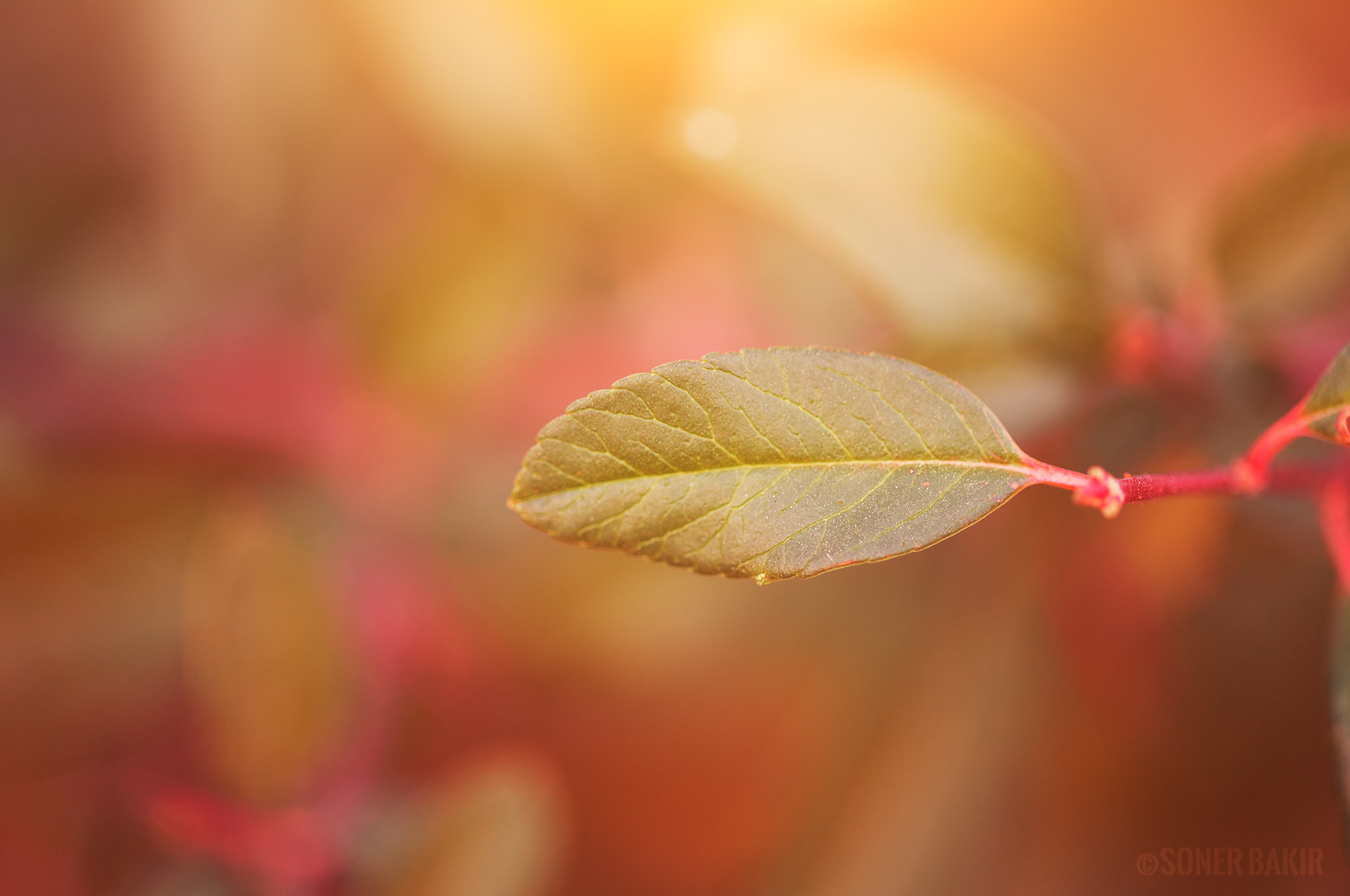 Sigma 105mm F2.8 EX DG OS HSM sample photo. Red leaf photography