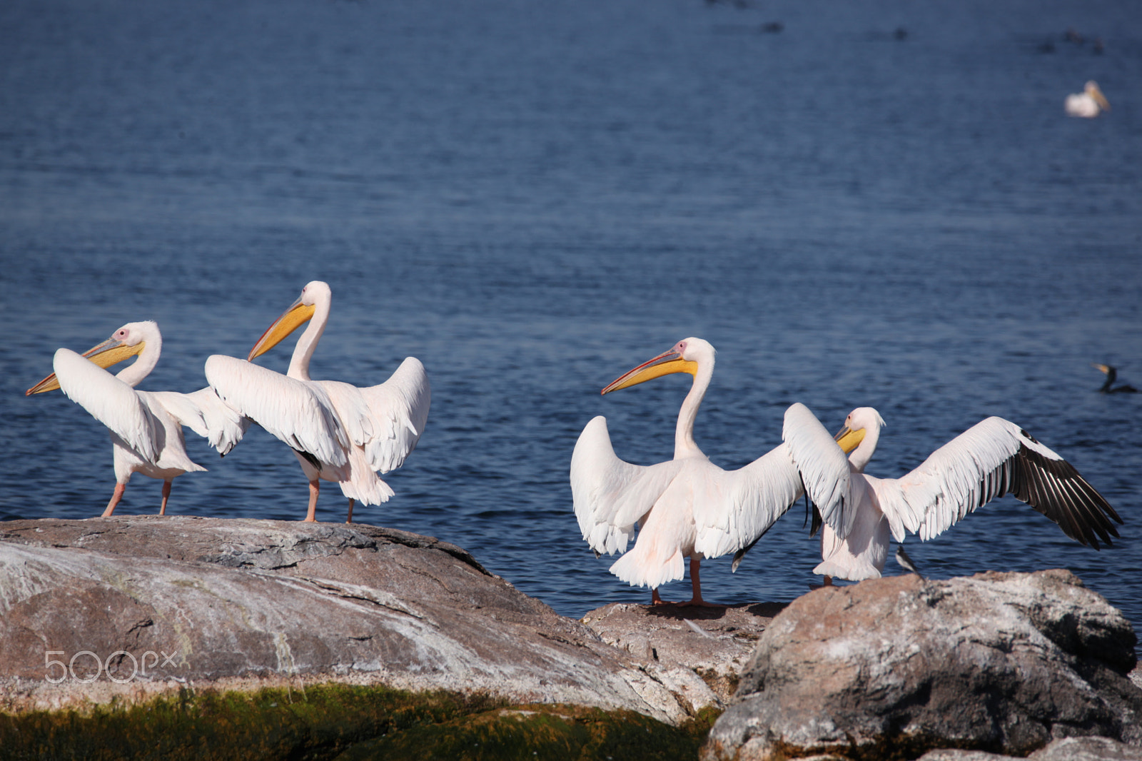 Sigma 150-600mm F5-6.3 DG OS HSM | C sample photo. White pelican photography