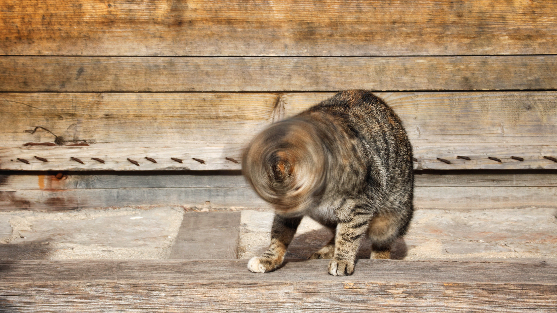 Canon EF 28-80mm f/3.5-5.6 sample photo. You spin me right round... photography