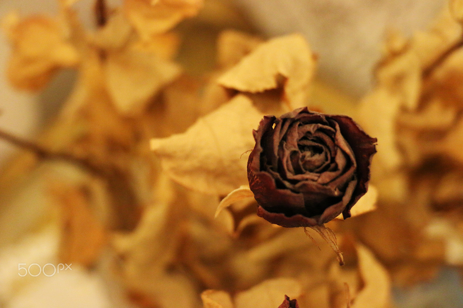 Canon EF 24-85mm F3.5-4.5 USM sample photo. Nature morte (dried rose) photography