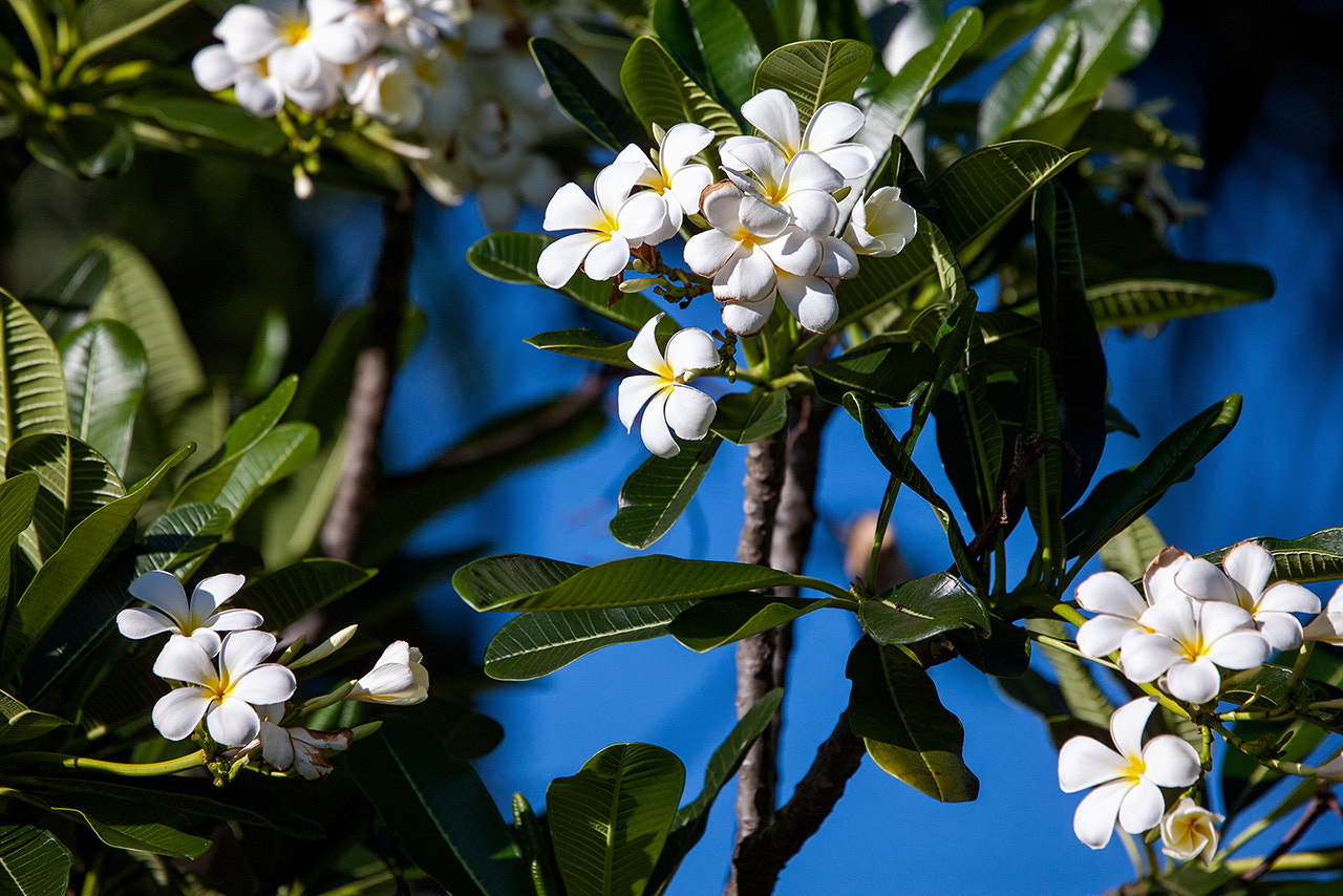 Canon EOS-1Ds Mark III + Canon EF 400mm F4.0 DO IS USM sample photo. Plumeria photography