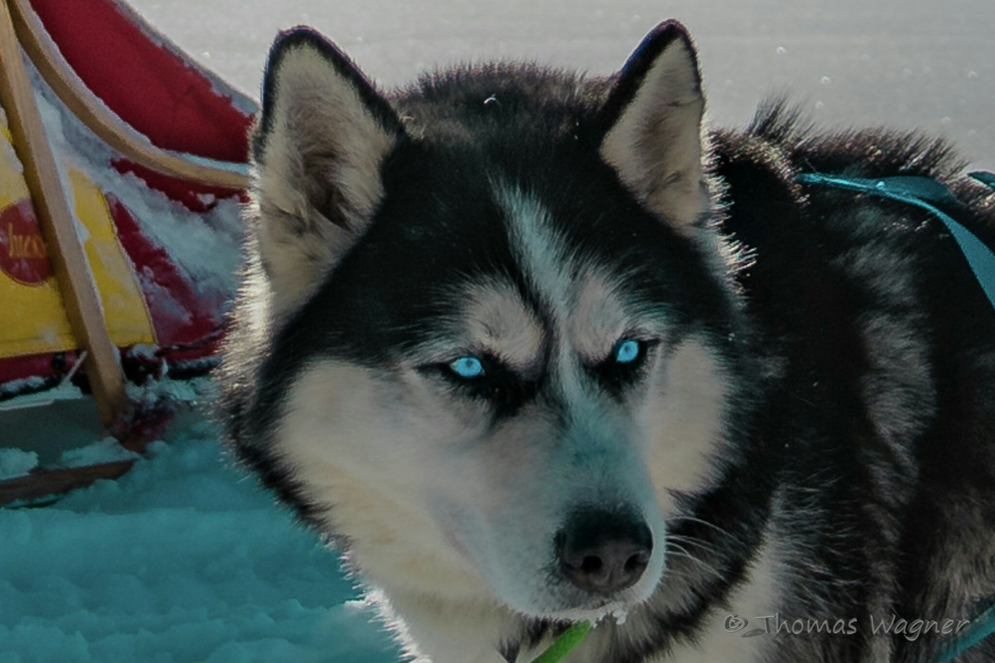 Sony a7 II sample photo. Husky adventure "in der röhn" photography