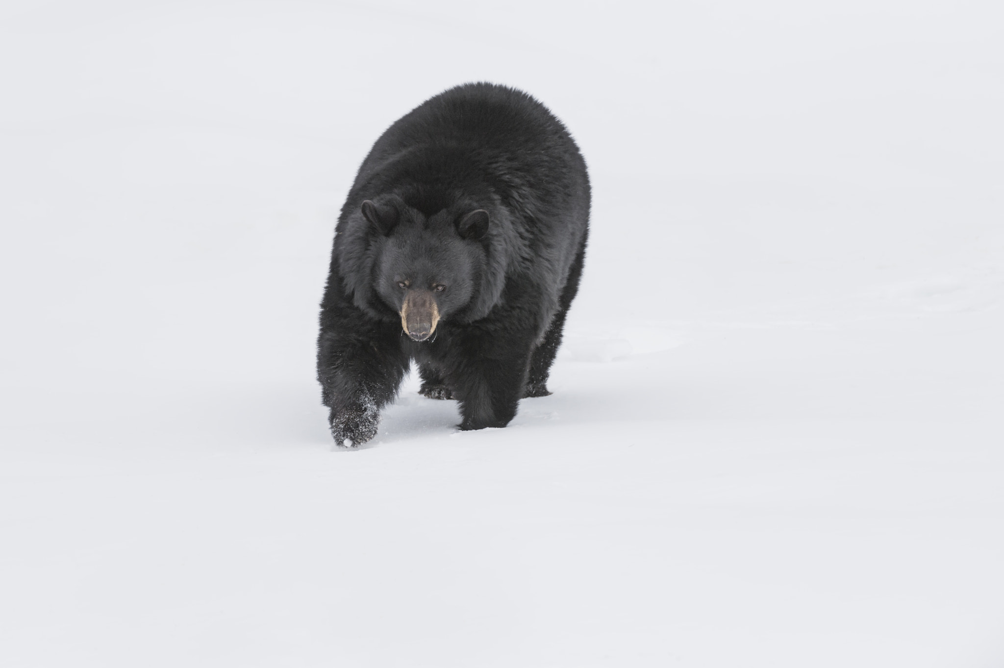 Nikon AF-S Nikkor 200-400mm F4G ED-IF VR sample photo. Out for a stroll... photography