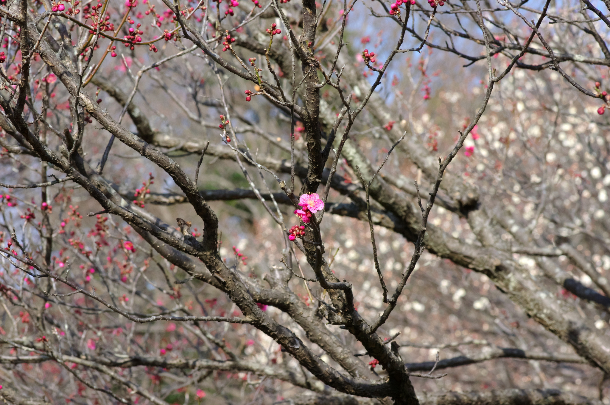 Pentax smc D-FA 100mm F2.8 Macro WR sample photo. Since then ...3-5 photography